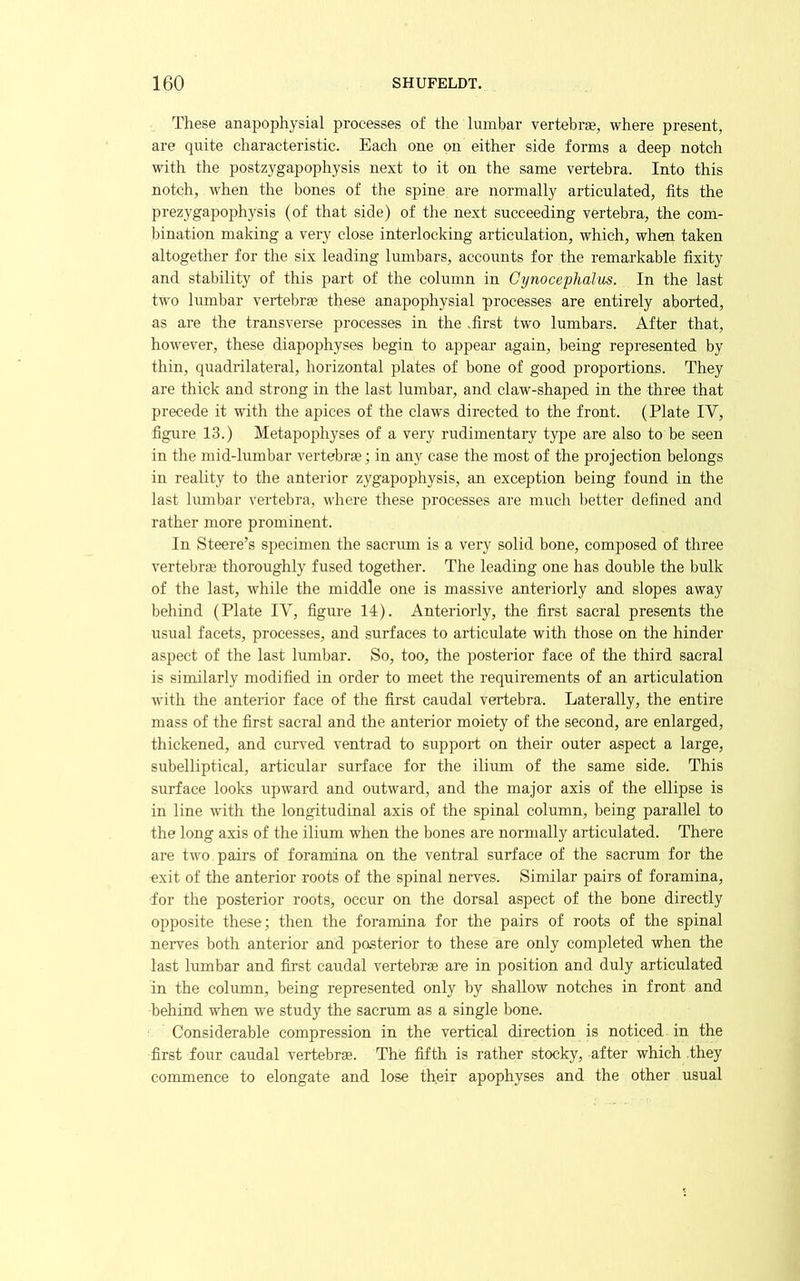 These anapophysial processes of the lumbar vertebrae, where present, are quite characteristic. Each one on either side forms a deep notch with the postzygapophysis next to it on the same vertebra. Into this notch, when the bones of the spine are normally articulated, fits the prezygapoph}^sis (of that side) of the next succeeding vertebra, the com- bination making a very close interlocking articulation, which, when taken altogether for the six leading lunibars, accounts for the remarkable fixity and stability of this part of the column in Cynoceplialus. In the last two lumbar vertebrae these anapophysial processes are entirely aborted, as are the transverse processes in the .first two lumbars. After that, however, these diapophyses begin to appear again, being represented by thin, quadrilateral, horizontal plates of bone of good proportions. They are thick and strong in the last lumbar, and claw-shaped in the three that precede it with the apices of the claws directed to the front. (Plate TV, figure 13.) Metapophyses of a very rudimentary type are also to be seen in the mid-lumbar vertebrae; in any case the most of the projection belongs in reality to the anterior zygapophysis, an exception being found in the last lumbar vertebra, where these processes are much l)etter defined and rather more prominent. In Steere’s specimen the sacrum is a very solid bone, composed of three vertebrae thoroughly fused together. The leading one has double the bulk of the last, while the middle one is massive anteriorly and slopes away behind (Plate IV, figure 14). Anteriorly, the first sacral presents the usual facets, processes, and surfaces to articulate with those on the hinder aspect of the last lumbar. So, too, the posterior face of the third sacral is similarly modified in order to meet the requirements of an articulation with the anterior face of the first caudal vertebra. Laterally, the entire mass of the first sacral and the anterior moiety of the second, are enlarged, thickened, and curved ventrad to support on their outer aspect a large, subelliptical, articular surface for the ilium of the same side. This surface looks upward and outward, and the major axis of the ellipse is in line with the longitudinal axis of the spinal column, being parallel to the long axis of the ilium when the bones are normally articulated. There are two pairs of foramina on the ventral surface of the sacrum for the exit of the anterior roots of the spinal nerves. Similar pairs of foramina, •for the posterior roots, occur on the dorsal aspect of the bone directly opposite these; then the foramina for the pairs of roots of the spinal nerves both anterior and posterior to these are only completed when the last lumbar and first caudal vertebrae are in position and duly articulated in the column, being represented only by shallow notches in front and behind when we study the sacrum as a single bone. Considerable compression in the vertical direction is noticed in the first four caudal vertebrae. The fifth is rather stocky, after which .they commence to elongate and lose their apophyses and the other usual