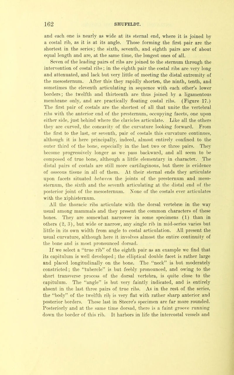 and each one is nearly as wide at its sternal end, where it is joined by a costal rib, as it is at its angle. Those forming the first pair are the shortest in the series; the sixth, seventh, and eighth pairs are of about equal length and are, at the same time, the longest ones of all. Seven of the leading pairs of ribs are joined to the sternum through the intervention of costal ribs; in the eighth pair the costal ribs are very long and attenuated, and lack but very little of meeting the distal extremity of the mesosternum. After this they rapidly shorten, the ninth, tenth, and sometimes the eleventh articulating in sequence with each other’s lower borders; the twelfth and thirteenth are thus joined by a ligamentous membrane only, and are practically floating costal ribs. (Figure 17.) The first pair of costals are the shortest of all that unite the vertebral ribs with the anterior end of the presternum, occupying facets, one upon either side, just behind where the clavicles articulate. Like all the others they are curi'ed, the concavity of the curvature looking forward. From the first to the last, or seventh, pair of costals this curvature continues, although it is here principally, indeed, almost entirely confined to the outer third of the bone, especially in the last two or three pairs. They become progressively longer as we pass backward, and all seem to be composed of true bone, although a little elementary in character. The distal pairs of costals are still more cartilaginous, but there is evidence of osseous tissue in all of them. At their sternal ends they articulate upon facets situated between the joints of the prestemum and meso- stemum, the sixth and the seventh articulating at the distal end of the posterior joint of the mesosternum. None of the costals ever articulates with the xiphistemum. All the thoracic ribs articulate with the dorsal vertebrae in the way usual among mammals and they present the common characters of these bones. They are somewhat narrower in some specimens (1) than in others (2, 3), but wide or narrow, any single rib in mid-series varies but little in its own width from angle to costal articulation. All present the usual curvature, although here it involves almost the entire continuity of the bone and is most pronounced dorsad. If we select a “true rib” of the eighth pair as an example we And that its capitulum is well developed; the elliptical double facet is rather large and placed longitudinally on the bone. The “neck” is but moderately constricted; the “tubercle” is but feebly pronounced, and owing to the short transverse process of the dorsal vertebra, is quite close to the capitulum. The “angle” is but very faintly indicated, and is entirely absent in the last three pairs of true ribs. As in the rest of the series, the “body” of the twelfth rib is very flat with rather sharp anterior and posterior borders. These last in Steere’s specimen are far more rounded. Posteriorly and at the same time dorsad, there is a faint groove running down the border of this rib. It harbors in life the intercostal vessels and
