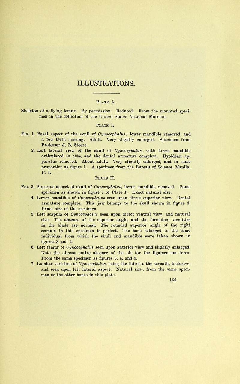ILLUSTRATIONS, Plate A. Skeleton of a flying lemur. By permission. Reduced. From the mounted speci- men in the collection of the United States National Museum. Plate I. Fig. 1. Basal aspect of the skull of Oynocephalus; lower mandible removed, and a few teeth missing. Adult. Very slightly enlarged. Specimen from Professor J. B. Steere. 2. Left lateral view of the skull of Oynocephalus, with lower mandible articulated in situ, and the dental armature complete. Hyoidean ap- paratus removed. About adult. Very slightly enlarged, and in same proportion as figure 1. A specimen from the Bureau of Sbienee, Manila, P. I. Plate II. Fig. 3. Superior aspect of skull of Oynocephalus, lower mandible removed. Same specimen as shown in figure 1 of Plate I. Exact natural size. 4. Lower mandible of Oynocephalus seen upon direct superior view. Dental armature complete. This jaw belongs to the skull shown in figure 3. Exact size of the specimen. 5. Left scapula of Oynocephalus seen upon direct ventral view, and natural size. The absence of the superior angle, and the foraminal vacuities in the blade are normal. The rounded superior angle of the right scapula in this specimen is perfect. The bone belonged to the same individual from which the skull and mandible were taken shown in figures 3 and 4. 6. Left femur of Oynocephalus seen upon anterior view and slightly enlarged. Note the almost entire absence of the pit for the ligamentum teres. From the same specimen as figures 3, 4, and 5. 7. Lumbar vertebrae of Oynocephalus, being the third to the seventh, inclusive, and seen upon left lateral aspect. Natural size; from the same speci- men as the other bones in this plate.