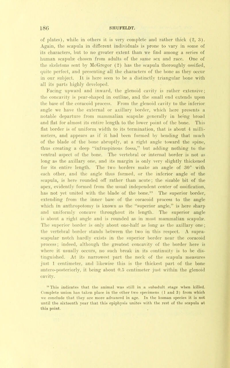 of plates), while in others it is very complete and rather thick (3, 3). Again, the scapula in different individuals is prone to vary in some of its characters, but to no greater extent than we ffnd among a series of human scapidas chosen from adults of the same sex and race. One of the skeletons sent by McGregor (2) has the scapula thoroughly ossified, quite perfect, and presenting all the characters of the bone as they occur in our subject. It is here seen to be a distinctly triangular bone with all its parts highly developed. Facing upward and inward, the glenoid cavity is rather extensive; the concavity is j)ear-shapcd in outline, and the small end extends upon the base of the coracoid process. From the glenoid cavit}^ to the inferior angle we have the extenial or axillary border, which here presents a notable departure from mammalian scaj)ula' generally in being broad and flat for ahnost its entire length to the lower point of the bone. This flat border is of uniform width to its termination, that is about 4 milli- meters, and appears as if it had been formed by bending that much of the blade of the bone abruptly, at a right angle toward the .s])ine, thus creating a deep “infraspinous fossa,” Init adding nothing to the ventral aspect of the bone, 'the vertebral or internal border is not as long as the axillaiy one, and its margin is only very slightly thickened for its entire length. The two bordei-s make an angle of 30° with each other, and the angle thus formed, or the inferior angle of the scapula, is here rounded off’ rather than acute; the sizable bit of the apex, evidently formed from the usual independent center of ossification, has not yet united with the blade of the bone.^” The superior border, extending from the inner base of the coracoid process to the angle which in anthropotomy is known as the “superior angle,” is here sharp and uniformly concave throughout its length. The superior angle is about a right angle and is rounded as in most mammalian scapula'. The superior border is only about one-half as long as the axillary one; the vertebral border stands between the two in this respect. A supra- scapular notch hardly exists in the superior border near the coracoid process; indeed, although the greatest concavity of the border here is where it usually occurs, no such break in its continuity is to be dis- tingui.«hed. At its narrowest part the neck of the scaj)ula measures just 1 centimeter, and likewise this is the thickest part of the bone antero-posteriorly, it being about 0..5 centimeter just within the glenoid cavity. This indicates that the animal was still in a subadult stage when killed. Complete union has taken place in the other two specimens (1 and 3) from which we conclude that they are more advanced in age. Tn the human species it is not until the sixteenth year that this epiphysis unites with the rest of the scapula at this point.