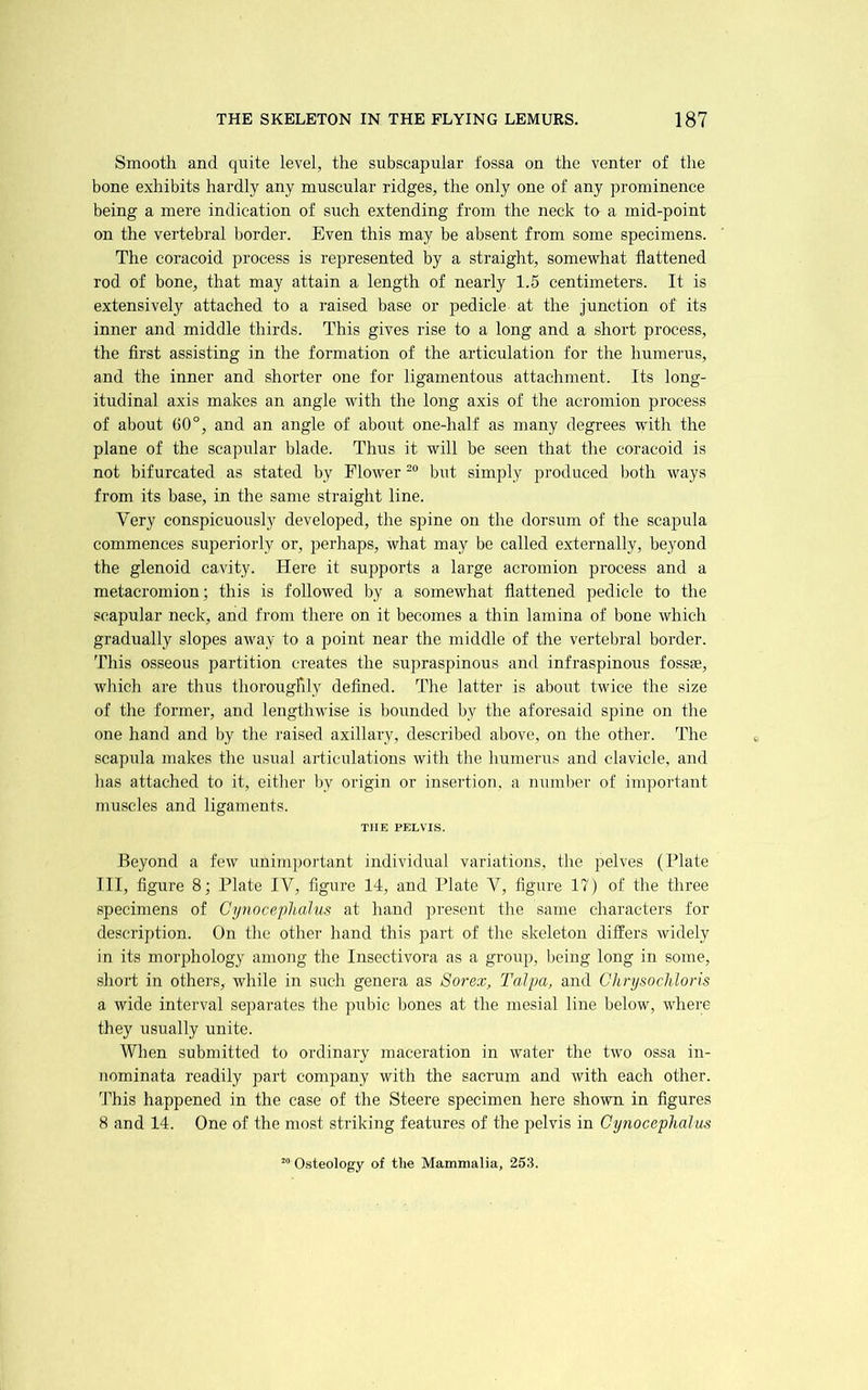 Smooth and quite level, the subscapular fossa on the venter of the bone exhibits hardly any muscular ridges, the only one of any prominence being a mere indication of such extending from the neck to a mid-point on the vertebral border. Even this may be absent from some specimens. The coracoid process is represented by a straight, somewhat flattened rod of bone, that may attain a length of nearly 1.5 centimeters. It is extensively attached to a raised base or pedicle at the junction of its inner and middle thirds. This gives rise to a long and a short process, the first assisting in the formation of the articulation for the humerus, and the inner and shorter one for ligamentous attachment. Its long- itudinal axis makes an angle with the long axis of the acromion process of about 60°, and an angle of about one-half as many degrees with the plane of the scapular blade. Thus it will be seen that the coracoid is not bifurcated as stated by Flower but simply produced both ways from its base, in the same straight line. Very conspicuously developed, the spine on the dorsum of the scajiula commences superiorly or, perhaps, what may be called externally, beyond the glenoid cavity. Here it supports a large acromion process and a metacromion; this is followed by a somewhat flattened pedicle to the scapular neck, and from there on it becomes a thin lamina of bone which gradually slopes away to a point near the middle of the vertebral border. This osseous partition creates the supraspinous and infraspinous fossae, which are thus thoroughly defined. The latter is about twice the size of the former, and lengthwise is bounded by the aforesaid spine on the one hand and by the raised axillary, described above, on the other. The scapida makes the usual articulations with the liumerus and clavicle, and lias attached to it, either by origin or insertion, a number of important muscles and ligaments. THE PELVIS. Beyond a few unimportant individual variations, the pelves (Plate III, figure 8; Plate IV, figure 14, and Plate V, figure 17) of the three specimens of Cy?iocep]iahis at hand present the same characters for description. On the other hand this part of the skeleton differs widely in its morphology among the Insectivora as a group, being long in some, short in others, while in such genera as So7-ex, Tcdpa, and Chrysochloris a wide interval separates the pubic bones at the mesial line below, where they usually unite. When submitted to ordinary maceration in water the two ossa in- nominata readily part company with the sacrum and with each other. I’his happened in the case of the Steere specimen here shown in figures 8 and 14. One of the most striking features of the pelvis in Cynoceplialus