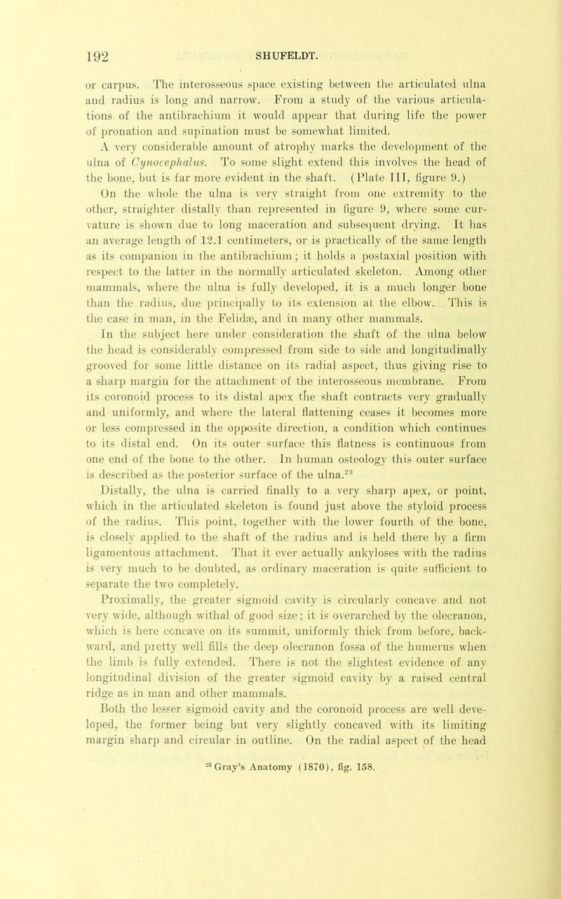 or carpus. Tire interosseous space existing between the articulated ulna and radius is long and narrow. From a study of the various articula- tions of the antibrachiuni it would appear that during life the power of pronation and supination must be somewhat limited. A very considerable amount of atrophy marks the develoj)raent of the ulna of Cynocephalus. To some slight extend this involves the head of the bone, but is far more evident in the shaft. (Plate III, hgure 9.) On the whole the ulna is very straight from one extremity to the other, straighter distally than represented in ligure 9, where some cur- vature is .diown due to long maceration and subsequent drying. It has an average length of 12.1 centimeters, or is practically of the same length as its companion in the antihrachiuni; it holds a postaxial position with respect to the latter in the normally articulated skeleton. Among other mammals, where the ulna is fully developed, it is a much longer bone than the radius, due princij)ally to its extension at the elbow. This is the case in man, in the Felidse, and in many other mammals. In the subject here under consideration the shaft of the ulna below the head is considei'ahly compressed from side to side and longitudinally grooved foi' some little distance on its radial as|)cct, thus giving rise to a sharp margin for the attachment of the intej'osseo^is memljrane. From its coronoid proce.ss to its distal ai>ox the shaft contracts very gradually and uniformly, and where the lateral flattening ceases it becomes more or less compressed in the opposite direction, a condition which continues to its distal end. On its outer surface this flatness is continuous from one end of the bone to the other. In human o.steology this outer surface is described as the postei ior surface of the ulna.'-'* Distally, the ulna is carried finally to a very sharp apex, or point, which in the articulated skeleton is found just above the styloid process of the radius. This point, together with the lower fourth of the bone, is closely applied to the shaft of the radius and is held there by a firm ligamentous attachment. That it ever actually ankyloses with the radius is very much to be doubted, as ordinaiyy maceration is quite sufficient to separate the two completely. Proximally, the greater sigmoid cavity is circularly concave and not very wide, although withal of good size; it is overarched by the olecranon, which is here concave on its summit, uniformly thick from before, back- ward, and pretty well fills the deep olecranon fossa of the humerus when the limb is fully extended. There is not the slightest evidence of any longitudinal division of the greater sigmoid cavity by a raised central ridge as in man and other mammals. Both the lesser sigmoid cavity and the coronoid process are well deve- loped, the former being but very slightly concaved with its limiting margin sharp and circular in outline. On the radial aspect of the head “Gray’s Anatomy (1870), fig. 158.