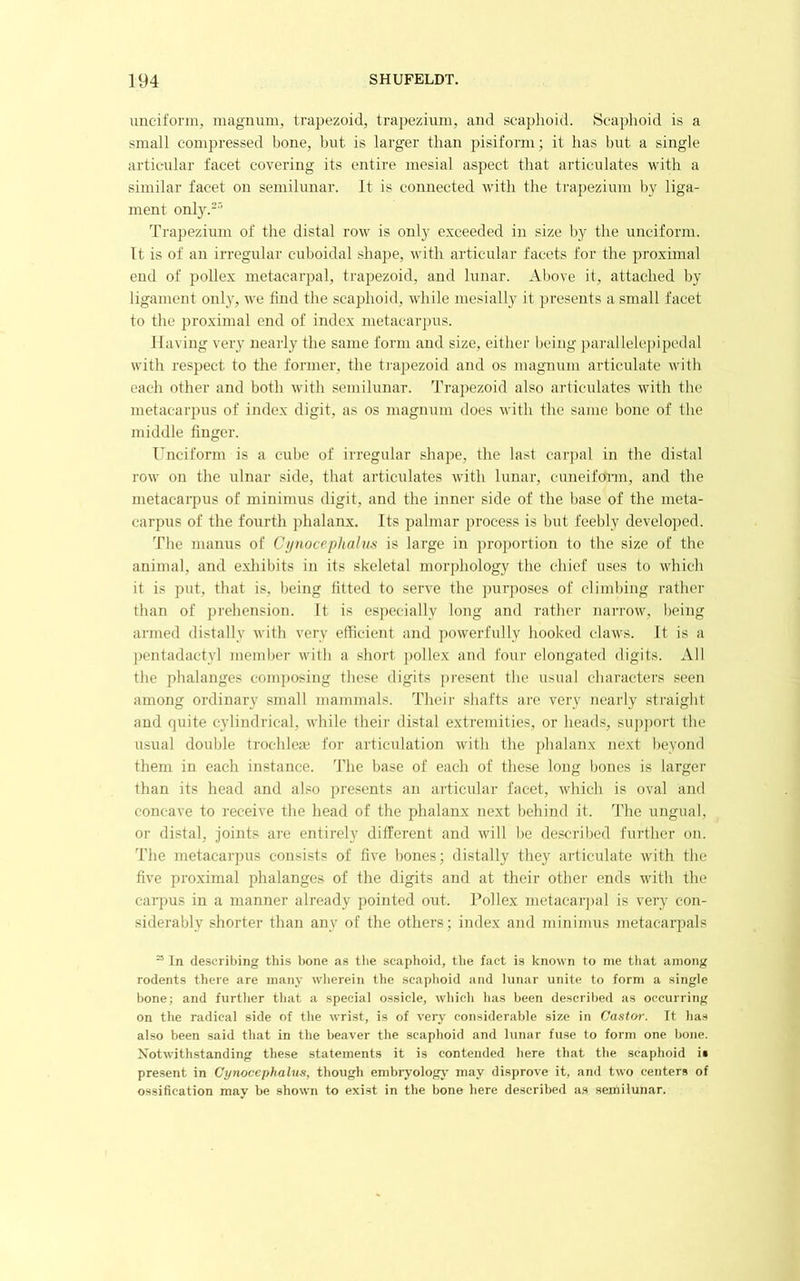 unciform, magnum, trapezoid, trapezium, and scaphoid. Scaphoid is a small compressed bone, but is larger than pisiform; it has hut a single articular facet covering its entire mesial aspect that articulates with a similar facet on semilunar. It is connected with the trapezium by liga- ment only.-^ Trapezium of the distal row is only exceeded in size by the unciform. It is of an irregular cuboidal shape, with articular facets tor the proximal end of pollex metacarpal, trapezoid, and lunar. Above it, attached by ligament only, we find the scaphoid, while mesially it presents a small facet to the proximal end of index metacar])us. Having very nearly the same form and size, either being parallelepipedal with respect to the former, the tiapezoid and os magnum articulate with each other and both with semilunar. Trapezoid also articulates with the metacarpus of index digit, as os magnum does with the same bone of the middle finger. Unciform is a cube of irregular shape, the last car])al in the distal row on the ulnar side, that articulates with lunar, cuneifonn, and the metacarpus of minimus digit, and the inner side of the base of the meta- carpus of the fourth })halanx. Its palmar process is but feebly developed. The maims of Cjjnocephalus is large in proportion to the size of the animal, and exliibits in its skeletal morphology the chief uses to which it is put, that is, being fitted to serve the purpo.ses of climbing rather than of prehension. It is especially long and rather narrow, being armed distally with very efficient and powerfully hooked claws. It is a pentadactyl member with a short pollex and four elongated digits. All the phalanges composing these digits present the usual characters seen among ordinary small mammals. Theii' shafts are very nearly straight and quite cylindrical, while their distal extremities, or heads, sup])ort the usual double troehlete for articulation with the phalanx iiext beyond them in each instance. The base of each of these long bones is larger than its head and also presents an articular facet, which is oval and concave to receive the head of the phalanx next behind it. d'he ungual, or distal, joints are entirely different and will be described further on. The metacarpus consists of five bones; distally they articulate with the five proximal phalanges of the digits and at their other ends with the carpus in a manner already pointed out. Pollex nietacarj)al is very con- siderably shorter than any of the others; index and minimus metacarpals ^ In describing this l>one as the scaphoid, the fact is known to me tliat among rodents there are many wherein the scaphoid and lunar unite to form a single hone; and further that a special ossicle, which has been described as occurring on the radical side of the wrist, is of very considerable size in Gastw. It has also been said that in the beaver the scaphoid and lunar fuse to form one bone. Xotwithstanding these statements it is contended here that the scaphoid is present in Cynocephalus, though embryologj’ may disprove it, and two centers of ossification may be shown to exist in the bone here described as semilunar.