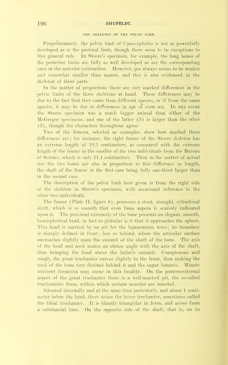 TllK SKEI>ETON OK THE PELVIC UMll. Proportionately, the pelvic limb of Cipiocepluthis is not a.s powerfully developed as is the pectoral limb, though there seem to l>e exceptions to this general rule. In Steere’s specimen, for example, the long bones of tlie posterior limbs are fully as well develo])ed as are tlie corresponding ones in the anterior extremities. However, ])es always seems to be weaker and .somewhat smaller than manns, and this is also evidenced in the skeleton of these parts. In the matter of proportions there are very j)iarked differences in the pelvic limbs of the three skeletons at hand. These differences may be due to the fact that they came from different species, or if from the same species, it may be due to differences in age of even sex. In any event the Steere specimen was a nuicli l)igger animal than either of the lUcGregor specimens, and one of the latter (3) is larger than fho other (2), though the characters tbroughont agree. 'Two of the femora, selected as exmiiples, show bow mai’ked these differences are; for instance, the right femnr of the Steere .skeleton has an extreme length of Ph3 centimeters, as compared with the extreme length of the femur in the smaller of the two individuals from the Bureau of Science, which is oidy 11.1 centimeters, 'riieii in the matter of actual si/.(> the two bones are also in ])roportion to this difference in Icmgth, the shaft of the femur in the first case being fully one-third larger than in the second case. The description of the pelvic limb here given is from the right side of the skeleton in Steere’s s])ecimen, with occasional reference to the other two individuals. 'I'he femur (Plate II, figure (i), possesses a stout, straight, cylindidcal shaft, which is .so smooth that even linea aspera is scarcely indicated upon it. d’he proximal extremity of the bone presents an elegant, smooth, heTnis])herical head, in fact so globular is it that it approaches the sphere, d’his head is marked by no pit for the ligainentum teres; its boundary is sharply defined in front ; less so bebind, where the articular surface encroaches slightly ii])on the summit of the shaft of the bone. The axis of the head and neck makes an obtuse angle with the axis of the shaft, thus bringing the head above the latter’s summit. Conspicuous and rough, the great trochanter curves slightly to the front, thus making the neck of the bone very distinct behind it and the caput femuris. Minute nutrient foramina may occur in this locality. On the postero-external aspect of the great trochanter there is a well-marked pit, the so-called trochanteric fossa, within M’hich certain muscles are inserted. Situated inteimally and at the same time postei’iorly, and about 1 centi- meter below the head, there arises the lesser trochanter, sometimes called the tibial trochanter. It is bluntly triangular in form, and arises from a substantial base. On the opposite side of the shaft, that is, on its