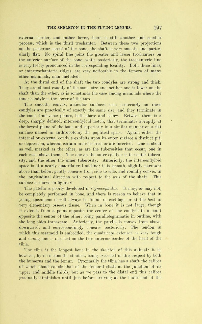 external border, and rather lower, there is still another and smaller process, which is the third trochanter. Between these two projections on the posterior aspect of the bone, the shaft is very smooth and partic- ularly flat. No spiral line joins the greater and lesser trochanters on the anterior surface of the bone, while posteriorly, the trochanteric line is very feebly pronounced in the corresponding locality. Both these lines, or intertrochanteric ridges, are very noticeable in the femora of many other mammals, man included. At the distal end of the shaft the two condyles are strong and thick. They are almost exactly of the same size and neither one is lower on the shaft than the other, as is sometimes the case among mammals where the inner condyle is the lower of the two. The smooth, convex, articular surfaces seen posteriorly on these condyles are practically of exactly the same size, and they terminate in the same transverse planes, both above and below. Between them is a deep, sharply defined, intercondyloid notch, that terminates abruptly at the lowest plane of the Ijone and superioidy in a similar manner on a flat surface named in anthropotomy the popliteal space. Again, either the internal or external condyle exhibits upon its outer surface a distinct pit, or depression, wherein certain muscles arise or are inserted. One is about as well marked as the other, as are the tuberosities that occur, one in each case, above them. The one on the outer cpndyle is the outer tubero- sity, and the other the inner tuberosity. Anteriorly, the intercondyloid space is of a nearly quadrilateral outline; it is smooth, slightly narrower above than below, gently concave from side to side, and roundly convex in the longitudinal direction with respect to the axis of the shaft. This surface is shown in figure 6. The patella is poorly developed in Cynoce/phalm. It may, or may not, be completely pei'formed in bone, and there is reason to believe that in young specimens it will always be found in cartilage or at the best in very elementary osseous tissue. When in bone it is not large, though it extends from a point opposite the center of one condyle to a point opposite the center of the other, being parallelogramatic in outline, with the long sides transverse. Anteriorly, the patella is convex from above, downward, and correspondingly concave posteriorly. The tendon in which this sesamoid is embedded, the quadriceps extensor, is very tough and strong and is inserted on the free anterior border of the head of the tibia. The tibia is the longest bone in the skeleton of this animal; it is, however, by no means the stoutest, being exceeded in this respect by both the humerus and the femur. Proximally the tibia has a shaft the caliber of which about equals that of the femoral shaft at the junction of its upper and middle thirds, but as we pass to the distal end this caliber gradually diminishes until just before arriving at the lower end of the