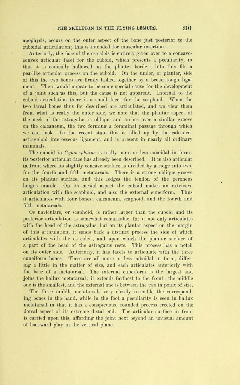 apophysis, occurs on the outer aspect of the bone just posterior to the cuboidal articulation; this is intended for muscular insertion. Anteriorly, the face of the os calcis is entirely given over to a concavo- convex articular facet for the cuboid, which presents a peculiarity, in that it is conically hollowed on the planter border; into this fits a pea-like articular process on the cuboid. On the under, or planter, side of this the two bones are firmly lashed together by a broad tough liga- ment. There would appear to be some special cause for the development of a joint such ns this, but the cause is not apparent. Internal to the cuboid articulation there is a small facet for the scaphoid. When the two tarsal bones thus far described are articulated, and we view them from what is really the outer side, we note that the plantar aspect of the neck of the astragalus is oblique and arches over a similar groove on the calcaneum, the two forming a foraminal passage through which we can look. In the recent state this is filled up by the calcaneo- asti’agaloid interosseous ligament, and is present in nearly all ordinary mammals. The culjoid in Cynocephulus is really more or less cuboidal in form; its posterior articular face has already been described. It is also articular in front where its slightly concave surface is divided by a ridge into two, for the fourth and fifth metatarsals. There is a strong oblique groove on its plantar surface, and this lodges the tendon of the peroneus longus muscle. On its mesial aspect the cuboid makes an extensive articulation with the scaphoid, and also the external cuneiform. Thi;s it articulates with four bones; calcaneum, scaphoid, and tlie fourth and fifth metatarsals. Os naviculare, or scaphoid, is rather larger than the cuboid and its posterior articulation is somewhat remarkable, for it not only articulates with the head of the astragalus, but on its jjlantar aspect on the margin of this articulation, it sends back a distinct process the side of which articulates with the os calcis, and upon which the plantar surface of a part of the head of the astragalus rests. This process has a notch on its outer side. Anteriorly, it has facets to articulate with the three cuneiform bones. These are all more or less cuboidal in form, differ- ing a little in the matter of size, and each articulates anteriorly with the base of a metatarsal. The internal cuneiform is the largest and joins the hallux metatarsal; it extends farthest to the front; the middle one is the smallest, and the external one is between the two in point of size. The three middle metatarsals very closely resemble the correspond- ing bones in the hand, while in the foot a peculiarity is seen in hallux metatarsal in that it has a conspicuous, rounded process erected on the dorsal aspect of its extreme distal end. The articular surface in front is carried upon this, affording the joint next beyond an unusual amount of backward play in the vertical plane.