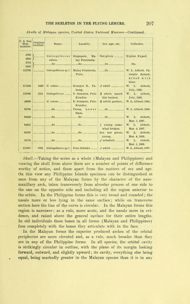 Skulls of Malayan species, United States National Museum—Continued. U. S. Nat. Mus. number. Original number. Name. Locality. Sex, age, etc. Collector. 3785 3946 3784 1—- 1 Galeopitheeus volans. fin Singapore, Ma- lay Peninsula, dn Not given do Explor. Exped. Do. 3945 122766 1 OaleopHhecus sp.f . Malay Peninsula, do W. L. Abbott. Pa- 115493 1838 G. volans Pinic. Rumpin R., Pa- hang. E. Sumatra, Pulo ^ adult rietals dented, killed with blow. W. L. Abbott, 122888 2521 Galeopitheeus 9 adult; mand- July, 1902. W. L. Abbott, 49693 G. volans Kundur. E. Sumatra, Pulo Kundur. Trong, Lower Siam, do ible broken. 9 adult; perfect— dn July, 1903. W. L. Abbott, 1903. W.L. Abbott, 1899. W. L. Abbott, Mar. 5, 1897. W. L. Abbott, Mar. 4, 1897. W. L. Abbott, Mar. 4, 1899. W. L. Abbott, Mar. 1, 1896. W. L. Abbott, 1897. 86786 do 84420 do 84421 do do 9 young; some- what broken. Sex not given; young, cf .snhadnlt 86787 do do 83276 do do 151887 5701 Galeopitheeus spJ. Pulo Sebuku cf adult Shull.—Taking the series as a whole (Malayan and Philippines) and viewing the skull from above there are a number of points of difference worthy of notice, and these apart from the matters of sex and age. On this view any Philippine Islands specimen can be distinguished at once from any of the Malayan forms by the character of the naso- maxillary arch, taken transversely from alveolar process of one side to the one on the opposite side and including all the region anterior to the orbits. In the Philippine forms this is very broad and rounded; the nasals more or less lying in the same surface; while on transverse section here the line of the curve is circular-. In the Malayan forms this region is narrower; as a rule, more acute, and the nasals more in evi- dence, and raised above the general surface for their entire lengths. In old individuals these bones in all forms (Malayan and Philippines) fuse completely with the bones they articulate with in the face. In the Malayan forms the superior produced arches of the orbital peripheries are more elevated and, as a rule, much broader than they are in any of the Philippine forms. In all species, the orbital cavity is strikingly circular in outline, with the plane of its margin looking forward, outward, and slightly upward; its cavity, everything else being equal, being markedly greater in the Malayan species than it is in any