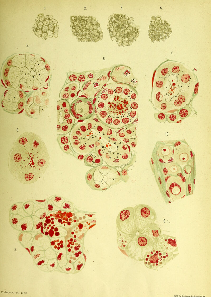 2. PodwyssotsKi pin*. MKileKaCTfi/inn Rn r nuu i7rnt