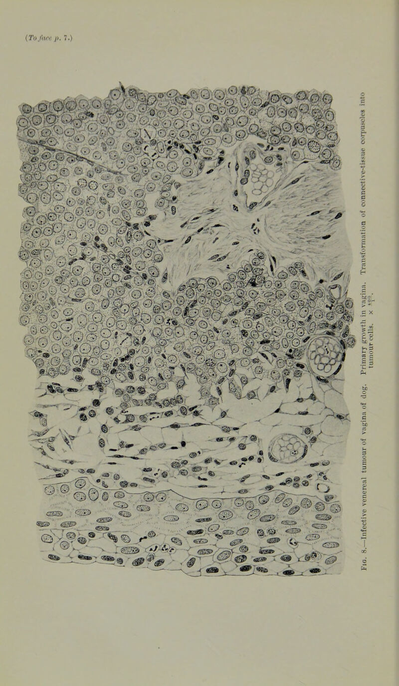 Fig. 8.—Infective venereal tumour of vagina of dog. Primary growth in vagina. Transformation of connective-tissue corpuscles into tumour cells, x