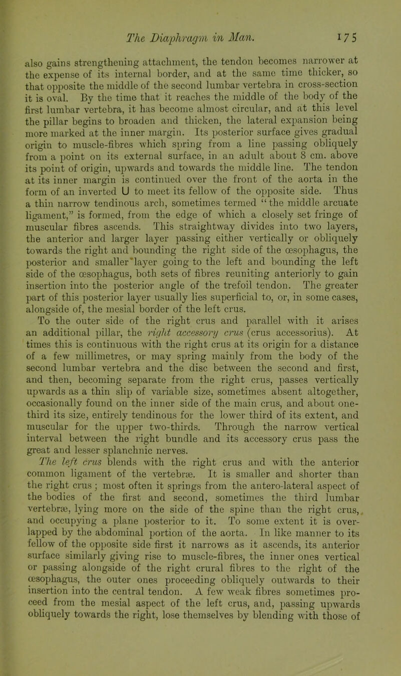 also gains strengthening attachment, the tendon becomes narrower at the expense of its internal border, and at the same time thicker, so that opposite the middle of the second lumbar vertebra in cross-section it is oval. By the time that it reaches the middle of the body of the first lumbar vertebra, it has become almost circular, and at this level the pillar begins to broaden and thicken, the lateral ex[>ansion being more marked at the inner margin. Its posterior surface gives gradual origin to muscle-fibres which spring from a line passing obliquely from a point on its external surface, in an adult about 8 cm. above its point of origin, upw'ards and tow^ards the middle line. The tendon at its inner margin is continued over the front of the aorta in the form of an inverted U to meet its fellow of the opposite side. Thus a thin narrow tendinous arch, sometimes termed “the middle arcuate ligament,” is formed, from the edge of which a closely set fringe of muscular fibres ascends. This straightway divides into two layers, the anterior and larger layer passing either vertically or obliquely towards the right and bounding the right side of the oesophagus, the posterior and smaller*layer going to the left and bounding the left side of the oesophagus, both sets of fibres reuniting anteriorly to gain insertion into the posterior angle of the trefoil tendon. The greater part of this posterior layer usually lies superficial to, or, in some cases, alongside of, the mesial border of the left crus. To the outer side of the right crus and parallel with it arises an additional pillar, the riglLt accessory cnis (crus accessorius). At times this is continuous with the right crus at its origin for a distance of a few millimetres, or may spring mainly from the body of the second lumbar vertebra and the disc between the second and first, and then, becoming separate from the right crus, passes vertically upwards as a thin slip of variable size, sometimes absent altogether, occasionally found on the inner side of the main crus, and about one- third its size, entirely tendinous for the low'^er third of its extent, and muscular for the upper tw'o-thirds. Through the narrow vertical interval between the right bundle and its accessory crus pass the great and lesser splanchnic nerves. The left crus blends with the right crus and with the anterior common ligament of the vertebi’ce. It is smaller and shorter than the right crus most often it springs from the antero-lateral aspect of the bodies of the first and second, sometimes the third lumbar vertebra?, lying more on the side of the spine than the right crus, and occupying a plane posterior to it. To some extent it is over- lapped by the abdominal portion of the aorta. In like manner to its feUow of the opposite side first it narrows as it ascends, its anterior surface similarly giving rise to muscle-fibres, the inner ones vertical or passing alongside of the right crural fibres to the right of the oesophagus, the outer ones proceeding obliquely outwards to their insertion into the central tendon. A few weak fibres sometimes pro- ceed from the mesial aspect of the left crus, and, passing upwards obliquely tow'ards the right, lose themselves by blending with those of