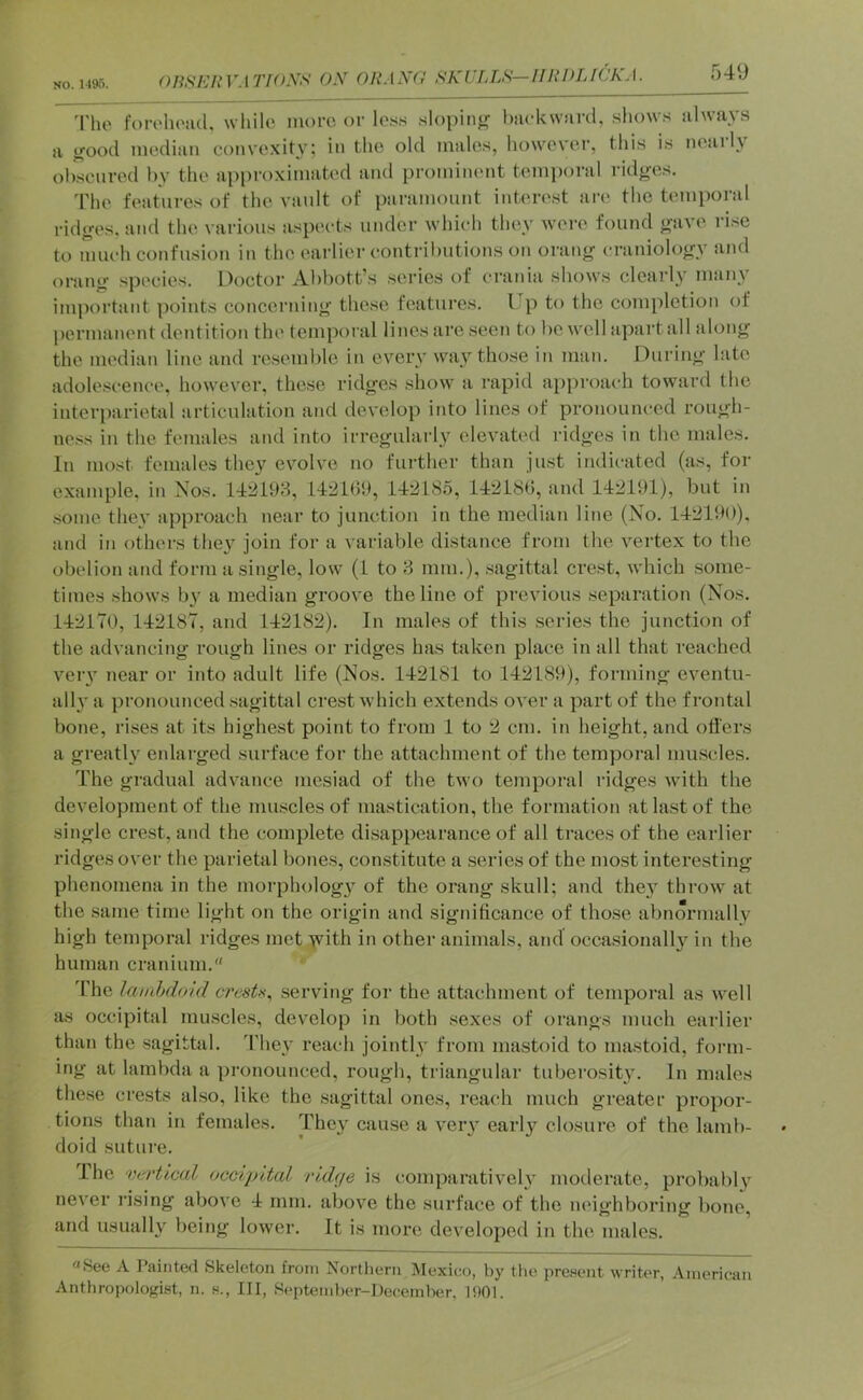 nnSEIiVATfONS ON ORANG 'I'lio forc'hoiul, while luorc or loss sloping? hiickwni'd, shows always a i(ood median convexity; in the old males, however, thi.s is neaily ohsenred hv the api)roximated and prominent tem}>oral ridg’es. The features of the vanlt of paramount interest are the temporal ridges, and the various aspects under which they were found gave ri.se to much confusion in the earlier contributions on orang craniology and orang speeie.s. Doctor Abbott’s series of crania shows clearly many important points concerning these features. L p to the completion of permanent dentition the temporal lines are seen to be well apart all along the median line and re.semble in every way those in man. During late adolescence, however, the.se ridges show a rapid approach toward the interparietal articulation and develop into lines of pronounced rough- ne.ss in the females and into irregularly elevated ridges in the males. In most females they evolve no further than just indicated (as, for example, in Nos. 142193, 1421(>9, 142185, 14218(5, and 142191), but in .some they approach near to junction in the median line (No. 142190), and in others they join for a variable distance from the vertex to the obelion and form a single, low (1 to 3 mm,), sagittal crest, which some- times shows by a median groove the line of previous separation (Nos. 142170, 142187, and 142182). In males of this series the junction of the advancing rough lines or ridges has taken place in all that reached veiT near or into adult life (Nos. 142181 to 142189), forming eventu- all} a pronounced .sagittal crest which extends over a part of the frontal bone, rises at its highest point to from 1 to 2 cm. in height, and offers a great!} enlarged surface for the attachment of the temporal muscles. The gradual advance mesiad of the two temporal ridges with the development of the mu.sclesof mastication, the formation at last of the single ci'est, and the complete disappearance of all traces of the earlier ridges over the parietal bones, constitute a series of the most interesting phenomena in the morphology of the orang skull; and they throw at the same time light on the origin and significance of those abnormally high temporal ridges met }vith in other animals, and occasionally in the human cranium. 4'he lanihcloid crests^ serving for the attachment of temporal as w'ell as occipital mu.scles, develop in both sexes of orangs much earlier than the sagittal. They reach jointly from mastoid to mastoid, foi’iu- ing at lambda a pronounced, rough, triangular tuberosity. In males these crests also, like the sagittal ones, reach much greater propor- tions than in females. They cause a v'ery early closure of the lamb- doid sutui’e. I he vci'tical occipital ridge is comparatively moderate, probably never rising above 4 mm, above the surface of the neighboring bone, and usually being lower. It is more developed in the males. ^‘See A Painted Skeleton from Northern Mexicio, by the prenent writer, American Anthropologist, n. s.. Ill, Septemher-Decemher, 1!)01.