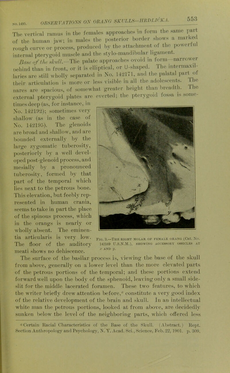 NO. OliSKIiVATIO.ys OX ORAXa SKCLLS—IIRDUCk. Tlu‘ vorticiil in tlie lonmles api)roiU‘hcs in lonn (lie saim> pai . of tho human jaw; in males the posterior border shows a markec ronoh curve or process, produced l>y the attacluuent of the powerlul intcTnal i)teryo-oid muscle and the stylo-mandibular lioament. IU^eofthed'nlL--'V\w palate approaches ovoid in form-narrower oehind than in front, or it is elliptical, or U-shai)cd. The intermaxil- laries are still wholly separated in No. UlMTI, and tho palatal ^ their articulation is more or less visible in all the adolescents. I he nares are .spacious, of somewhat jrreater heioht than breadth. I he external pterygoid plates are ev('rted; the pterygoid fos.sa is some- times deep (as. for instance, in No. 1T2102); sometimes very shallow (as in the case of No. U2195). The glenoids are broad and shallow, and are liounded e^xternally by the larofc zA’g’omatic tuberosity, posteriori}' by a well devel- oped ])ost-glenoid process, and me.sially by a pronounced tuberosity, formed by that part of tho temporal which lies next to the petrous lione. This elevation, but feebly rep- resented in human crania, seems to take in part the place of the .spinous process, which in the orangs is nearly or wholly absent. The eminen- tia articularis is very low. The floor of the auditory meati shows no dehiscence. The surface of the basilar proce.ss is, viewing the ba.se of the skull from above, generally on a lower level than the more elevated parts of the petrous portions of the temporal; and these portions extend forward well upon the body of the sphenoid, leaving only a small side- slit for the middle lacerated foramen. 'I'hese two features, to which the writer briefly drew attention before, constitute a very good index of the relative developmeiit of the brain and skull. In an intellectual white man the petrous portions, looked at from above, are decid('dly sunken below the level of the neighboring parts, which ofl'ered le.ss Fig. 3.—The right molar of fejiale orang (Cal. No. 14211)9 U.3.N.M.), SHOWING accessory ossicles at ,r AND y. Certain Racial Characteristics of the Ba«e of tlie tSkull. (Abstract.) Kept. Section Anthropology ami Psychology, jS. Y. Acad. Sci., Science, Fob. 22, 1901. p. 309.