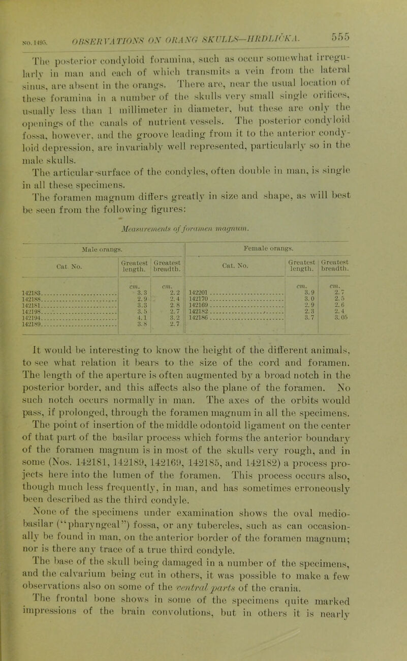 onsicRVA'rroxs ox oraxo skvlls—iirdi-K'Xa. 'riu' po.storior condyloid foniiniiia, such us occur somewhat invou- larlv in man and each of wliieh transmits a vidn from tlui lati'ial sinus, are al)sent in the oranos. Iherc art', near the usual location of these foramina in a nmnt)er of tin' skulls very small single orilives, usually less than I millimeter in diameter, l)ut these are only the opening's of tlu' canals of nutrient vessels. 1 he ])osterior cond^ loid fo.ssa, however, and the g'roove leading' from it to the anterior condy- loid depression, are invariably well I'epresented, ])ai'ticularly so in the male skulls. The articular'Surface of the condyle.s, often double in man, is single in all these specimens. rhe foi'amen magnum differs greatly in size and shape, as will best be seen from the following figures: MntsureinenlK of fimuneii mnynum. Male orangs. Female orangs. Cat No. Greate.st Greate.st Cat. No. Greatest Greatest iength. breafltli. length. bmidth. 142183 cm. 1 cm. 3.3 1 2.2 14‘2‘201 cm. 3.9 cm. 2.7 142188 ■2.9 ‘2.4 14-2170 3.0 2..') 142181 3.3 2.8 142169 2.9 ‘2.6 142198 3..*) : ‘2.7 1421.S2 2.3 2.4 142194 4.1 3.2 M‘2186 ■i.l 3.0.6 1421.S9 3.8 , 2.7 It would be interesting to know the height of the different animals, to see what relation it Ijears to the size of the cord and foramen. The length of the aperture is often augmented b}^ a broad notch in the l^ostcrior border, and this affects also the plane of the foramen. No such notch occurs normalK^ in man. The axes of the orbits would pass, if prolonged, through the foramen magnum in all the specimens. The point of insertion of the middle odontoid ligament on the center of that part of the basilar process which forms the anterior boundary of the foramen magnum is in most of the skulls very rough, and in some (Nos. 142181,1421S9,14216b, 1421S6, and 142182) a proce.ss pro- jects here into the lumen of the foramen. This process occurs also, though much less frecjuently, in man, and has sometimes erroneously b('en dc.scribed as the third condyle. None of the s})ecimens under examination shows the oval medio- basilar (“pharyngeal”) fos.sa, or any tubendes, such as can occasion- ally be found in man, on the anterior border of the foramen magnum; nor is there an}- trace of a true third condyle. Ihe base of the skull being damaged in a number of the .specimens, and the calvarium being cut in others, it was possible to make a few observations also on .some of the ventralof the crania. 1 he fi'ontal bone shows in some of the specimens quite marked impressions of the brain convolutions, })ut in others it is nearly