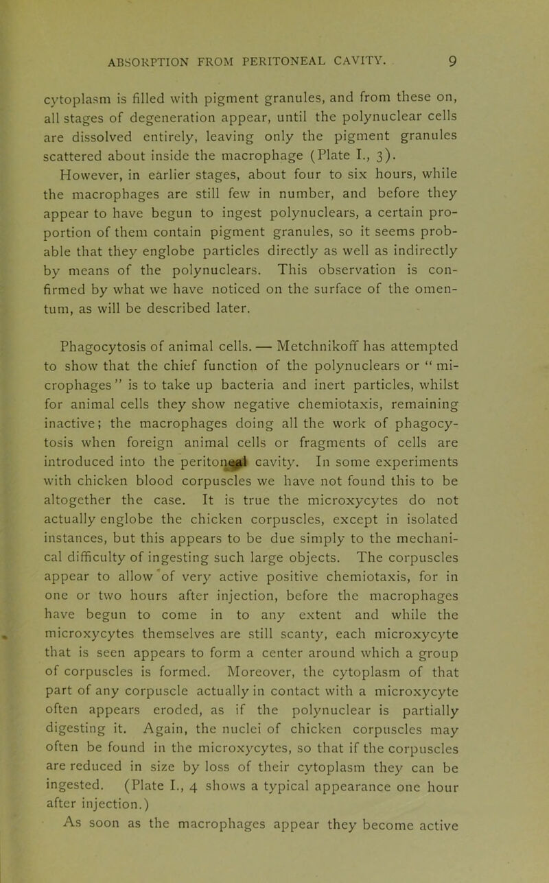 cytoplasm is filled with pigment granules, and from these on, all stages of degeneration appear, until the polynuclear cells are dissolved entirely, leaving only the pigment granules scattered about inside the macrophage (Plate I., 3). However, in earlier stages, about four to six hours, while the macrophages are still few in number, and before they appear to have begun to ingest polynuclears, a certain pro- portion of them contain pigment granules, so it seems prob- able that they englobe particles directly as well as indirectly by means of the polynuclears. This observation is con- firmed by what we have noticed on the surface of the omen- tum, as will be described later. Phagocytosis of animal cells. — Metchnikoff has attempted to show that the chief function of the polynuclears or “ mi- crophages” is to take up bacteria and inert particles, whilst for animal cells they show negative chemiotaxis, remaining inactive; the macrophages doing all the work of phagocy- tosis when foreign animal cells or fragments of cells are introduced into the peritoneal cavity. In some experiments with chicken blood corpuscles we have not found this to be altogether the case. It is true the microxycytes do not actually englobe the chicken corpuscles, except in isolated instances, but this appears to be due simply to the mechani- cal difficulty of ingesting such large objects. The corpuscles appear to allow of very active positive chemiotaxis, for in one or two hours after injection, before the macrophages have begun to come in to any extent and while the microxycytes themselves are still scanty, each microxycyte that is seen appears to form a center around which a group of corpuscles is formed. Moreover, the cytoplasm of that part of any corpuscle actually in contact with a microxycyte often appears eroded, as if the polynuclear is partially digesting it. Again, the nuclei of chicken corpuscles may often be found in the microxycytes, so that if the corpuscles are reduced in size by loss of their cytoplasm they can be ingested. (Plate I., 4 shows a typical appearance one hour after injection.) As soon as the macrophages appear they become active