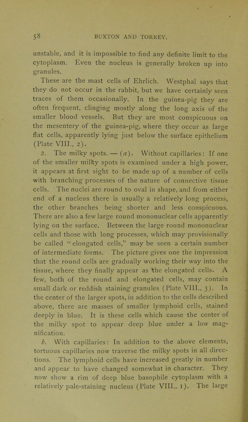 unstable, and it is impossible to find any definite limit to the cytoplasm. Even the nucleus is generally broken up into granules. These are the mast cells of Ehrlich. VVestphal says that they do not occur in the rabbit, but we have certainly seen traces of them occasionally. In the guinea-pig they are often frequent, clinging mostly along the long axis of the smaller blood vessels. But they are most conspicuous on the mesentery of the guinea-pig, where they occur as large flat cells, apparently lying just below the surface epithelium (Plate VIII., 2). 2. The milky spots. — (a). Without capillaries: If one of the smaller milky spots is examined under a high power, it appears at first sight to be made up of a number of cells with branching processes of the nature of connective tissue cells. The nuclei are round to oval in shape, and from either end of a nucleus there is usually a relatively long process, the other branches being shorter and less conspicuous. There are also a few large round mononuclear cells apparently lying on the surface. Between the large round mononuclear cells and those with long processes, which may provisionally be called “ elongated cells,” may be seen a certain number of intermediate forms. The picture gives one the impression that the round cells are gradually working their way into the tissue, where they finally appear as the elongated cells. A few, both of the round and elongated cells, may contain small dark or reddish staining granules (Plate VIII., 3). In the center of the larger spots, in addition to the cells described above, there are masses of smaller lymphoid cells, stained deeply in blue. It is these cells which cause the center of the milky spot to appear deep blue under a low mag- nification. b. With capillaries: In addition to the above elements, tortuous capillaries now traverse the milky spots in all direc- tions. The lymphoid cells have increased greatly in number and appear to have changed somewhat in character. They now show a rim of deep blue basophile cytoplasm with a relatively pale-staining nucleus (Plate VIII., i). The large