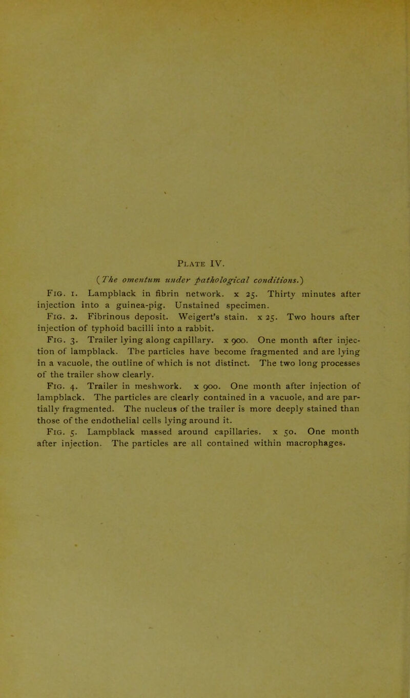 ( The omentum under pathological conditions.') Fig. i. Lampblack in fibrin network, x 25. Thirty minutes after injection into a guinea-pig. Unstained specimen. Fig. 2. Fibrinous deposit. Weigert’s stain, x 25. Two hours after injection of typhoid bacilli into a rabbit. Fig. 3. Trailer lying along capillary, x 900. One month after injec- tion of lampblack. The particles have become fragmented and are lying in a vacuole, the outline of which is not distinct. The two long processes of the trailer show clearly. Fig. 4. Trailer in meshwork. x 900. One month after injection of lampblack. The particles are clearly contained in a vacuole, and are par- tially fragmented. The nucleus of the trailer is more deeply stained than those of the endothelial cells lying around it. Fig. 5. Lampblack massed around capillaries, x 50. One month after injection. The particles are all contained within macrophages.