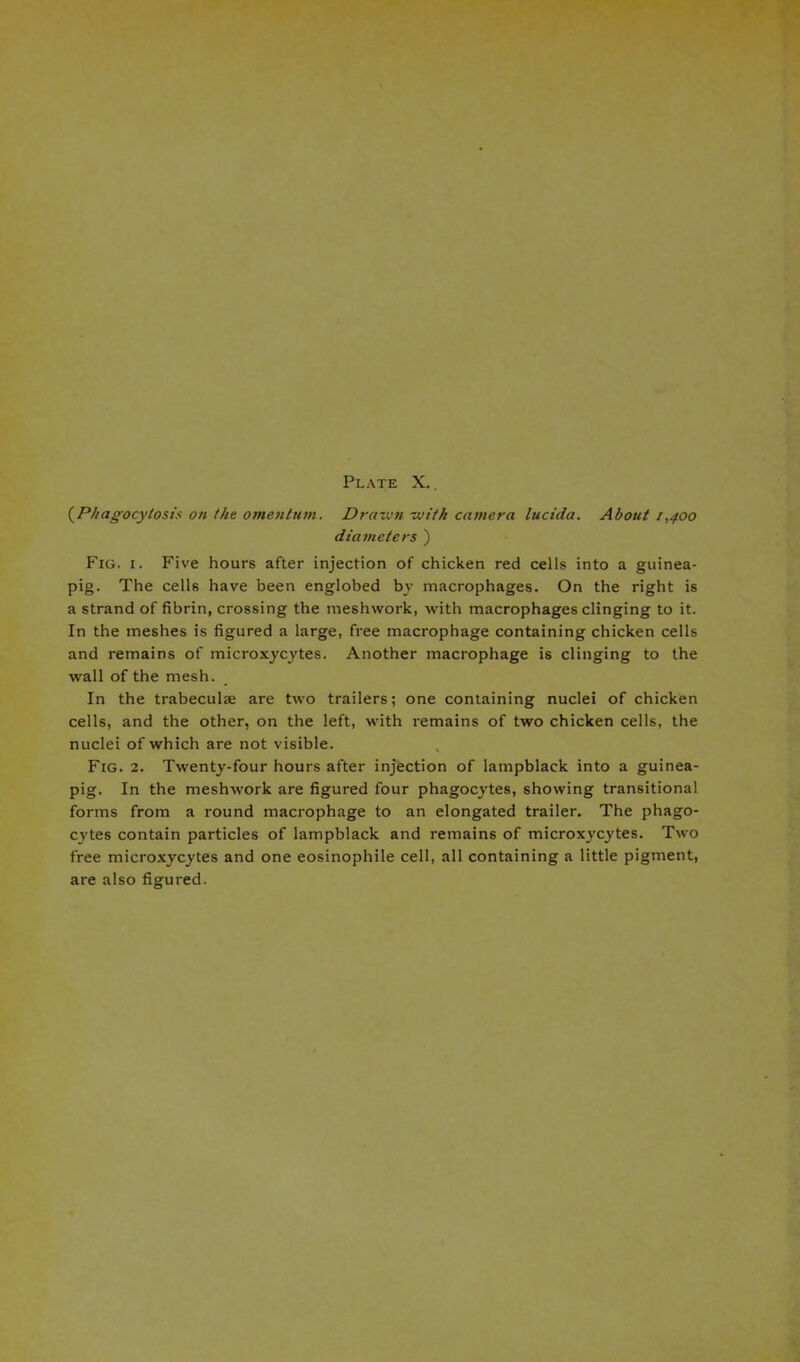 (.Phagocytosis on the omentum. Dravun -jjith camera lucida. About 1,400 diameters ) Fig. 1. Five hours after injection of chicken red cells into a guinea- pig. The cells have been englobed by macrophages. On the right is a strand of fibrin, crossing the meshvvork, with macrophages clinging to it. In the meshes is figured a large, free macrophage containing chicken cells and remains of microxycytes. Another macrophage is clinging to the wall of the mesh. In the trabeculae are two trailers; one containing nuclei of chicken cells, and the other, on the left, with remains of two chicken cells, the nuclei of which are not visible. Fig. 2. Twenty-four hours after injection of lampblack into a guinea- pig. In the meshwork are figured four phagocytes, showing transitional forms from a round macrophage to an elongated trailer. The phago- cytes contain particles of lampblack and remains of microxycytes. Two free microxycytes and one eosinophile cell, all containing a little pigment, are also figured.