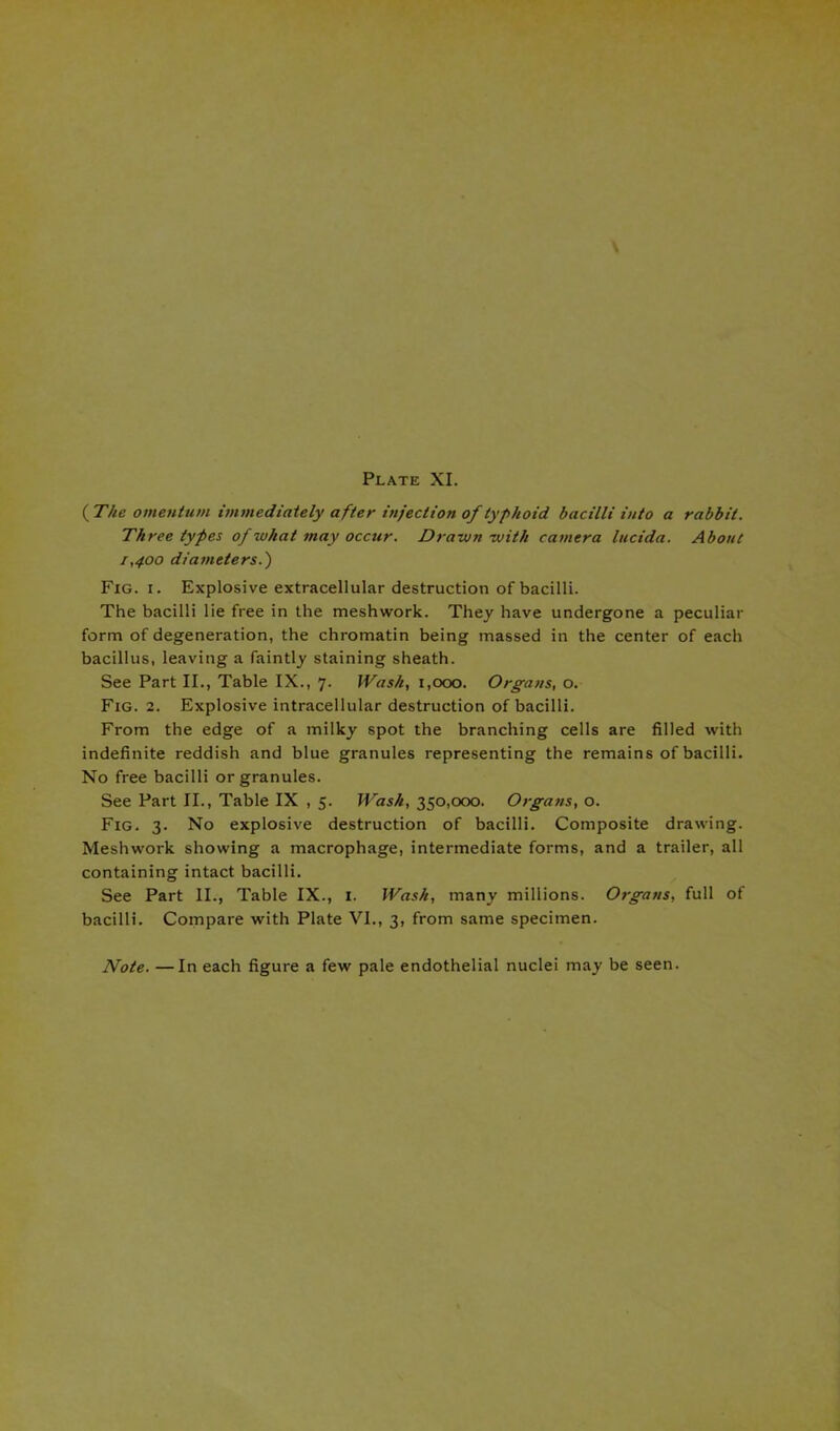 {The omentum immediately after injection of typhoid bacilli into a rabbit. Three types of what may occur. Drawn -with camera lucida. About 1,400 diameters.') Fig. 1. Explosive extracellular destruction of bacilli. The bacilli lie free in the meshwork. They have undergone a peculiar form of degeneration, the chromatin being massed in the center of each bacillus, leaving a faintly staining sheath. See Part II., Table IX., 7. Wash, 1,000. Organs, o. Fig. 2. Explosive intracellular destruction of bacilli. From the edge of a milky spot the branching cells are filled with indefinite reddish and blue granules representing the remains of bacilli. No free bacilli or granules. See Part II., Table IX , 5. Wash, 350,000. Organs, o. Fig. 3. No explosive destruction of bacilli. Composite drawing. Meshwork showing a macrophage, intermediate forms, and a trailer, all containing intact bacilli. See Part II., Table IX., 1. Wash, many millions. Organs, full of bacilli. Compare with Plate VI., 3, from same specimen. Note. —In each figure a few pale endothelial nuclei may be seen.