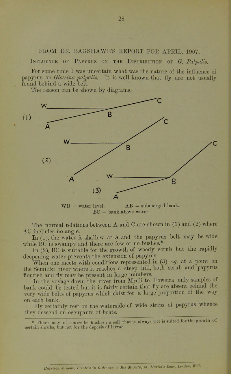 FROM DR. BAGSHAAVE’S REPORT FOR APRIL, 1907. Influence of Papyrus on the Distribution of G. Palpalis. For some time I was uncertain what was the nature of the influence of papyrus on Glossina palpalis. It is well known that hy are not usually found behind a wide belt. Tlie reason can be shown by diagrams. WB = water level. AB = submerged bank. BC = bajik above water. The normal relations between A and C are shown in (1) and (2) where AC includes no angle. In (1), the water is shallow at A and the papyrus belt may be wide while BC is swampy and there are few or no bushes.* In (2), BC is suitable for the growth of woody scrub but the rapidly deepening water prevents the extension of papyrus. AVhen one meets with conditions represented in (3), e.g. at a point on the Semiliki river where it reaches a steep hill, both scrub and papyrus flourish and fly may be present in large numbers. In the voyage down the river from Mruli to Foweira only samples of bank could be tested but it is fairly certain that fly are absent behind the very wide belts of papyrus which exist for a large proportion of the way- on each bank. Fly certainly rest on the waterside of wide strips of papyrus whence they descend on occupants of boats. * There may of course be bushes; a soil that is always wet is suited for the growth of certain shrubs, but not for the deposit of larvae. /layrinoii tO Son«, Printtis in Oidinnry to Hit Majctly, St. Martin's lane, Zonilon, II-C.
