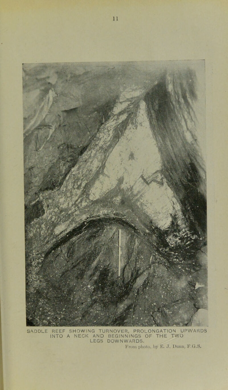 SADDLE REEF SHOWING TURNOVER, PROLONGATION UP\A'ARDS INTO A NECK AND BEGINNINGS OF THE TWO LEGS DOWNWARDS. Fnim photo, hy K. .). Diiiiii, F.G.S. 1