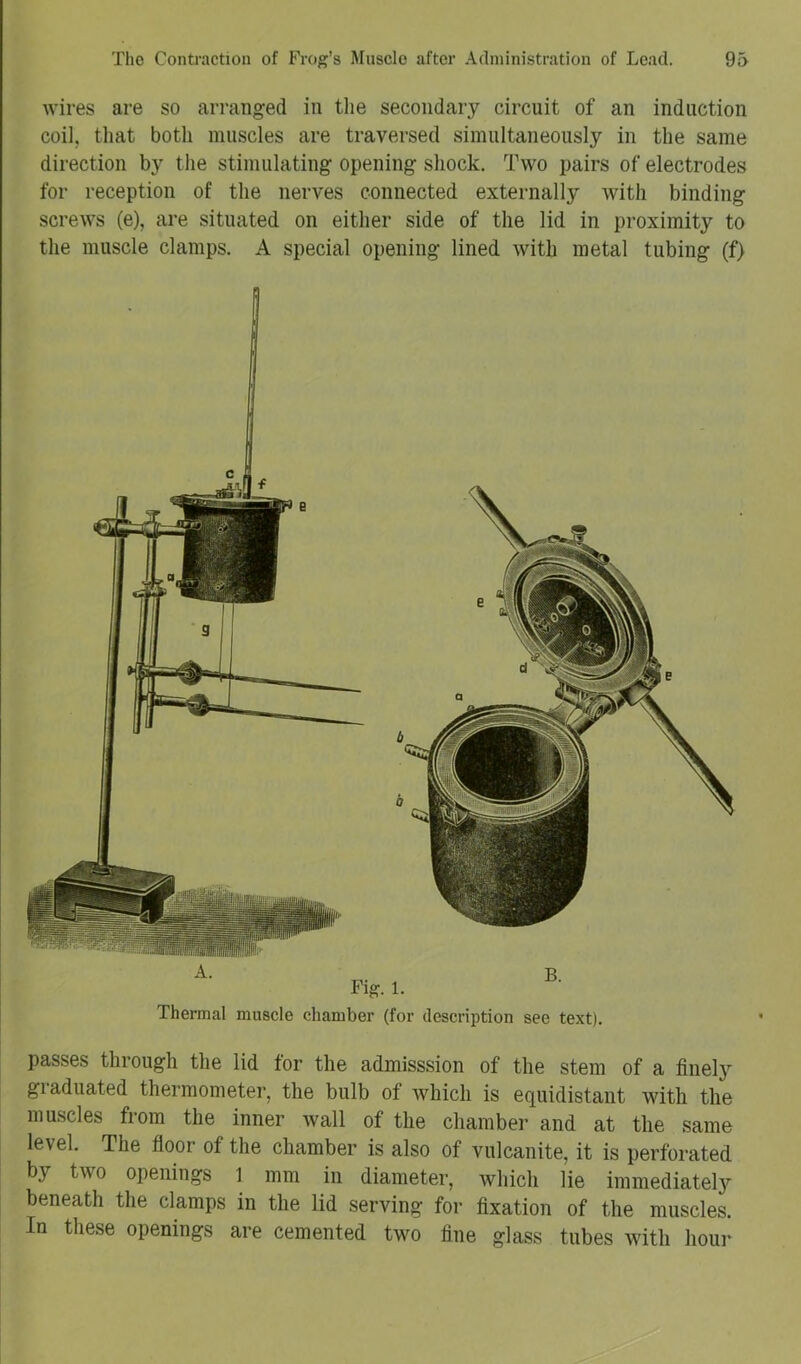 wires are so arranged in tlie secondary circuit of an induction coil, that both muscles are traversed simultaneously in the same direction by the stimulating opening shock. Two pairs of electrodes for reception of the nerves connected externally with binding screws (e), are situated on either side of the lid in proximity to the muscle clamps. A special opening lined with metal tubing (f> Thermal muscle chamber (for description see text). passes through the lid for the admisssion of the stem of a finely giaduated thermometer, the bulb of which is equidistant with the muscles from the inner wall of the chamber and at the same level. The fioor of the chamber is also of vulcanite, it is perforated by two openings 1 mm in diameter, which lie immediately beneath the clamps in the lid serving for fixation of the muscles. In these openings are cemented two fine glass tubes with hour