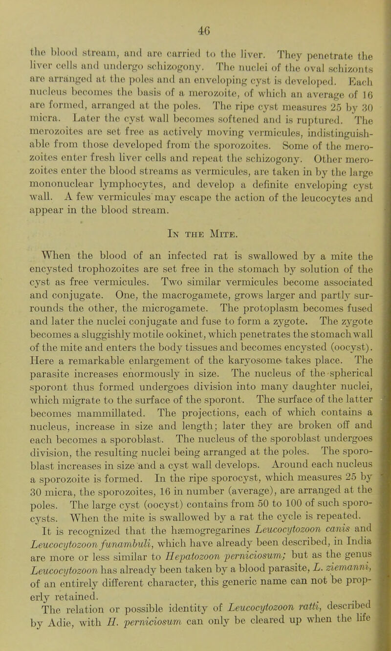 4G the blood stream, and are carried to the liver. They penetrate the liver cells and undergo schizogony. The nuclei of the oval schizonts are arranged at the poles and an enveloping cyst is developed. Each nucleus becomes the basis of a merozoite, of which an average of 16 are formed, arranged at the poles. The ripe cyst measures 25 by 30 micra. Later the cyst wall becomes softened and is ruptured. The merozoites are set free as actively moving vermicides, indistinguish- able from those developed from the sporozoites. Some of the mero- zoites enter fresh liver cells and repeat the schizogony. Other mero- zoites enter the blood streams as vermicides, are taken in by the large mononuclear lymphocytes, and develop a definite enveloping cyst wall. A few vermicides may escape the action of the leucocytes and appear in the blood stream. In the Mite. When the blood of an infected rat is swallowed by a mite the encj^sted trophozoites are set free in the stomach by solution of the cyst as free vermicides. Two similar vermicides become associated and conjugate. One, the macrogamete, grows larger and partly sur- rounds the other, the microgamete. The protoplasm becomes fused and later the nuclei conjugate and fuse to form a zygote. The zygote becomes a sluggishly motile ookinet, which penetrates the stomach wall of the mite and enters the body tissues and becomes encysted (oocyst). Here a remarkable enlargement of the karyosome takes place. The parasite increases enormously in size. The nucleus of the-spherical sporont thus formed undergoes division into many daughter nuclei, which migrate to the surface of the sporont. The surface of the latter becomes mammillated. The projections, each of which contains a nucleus, increase in size and length; later they are broken off and each becomes a sporoblast. The nucleus of the sporoblast undergoes division, the resulting nuclei being arranged at the poles. The sporo- blast increases in size and a cyst wall develops. Around each nucleus a sporozoite is formed. In the ripe sporocyst, which measures 25 by 30 micra, the sporozoites, 16 in number (average), are arranged at the poles. The large cyst (oocyst) contains from 50 to 100 of such sporo- cysts. When the mite is swallowed by a rat the cycle is repeated. It is recognized that the hsemogregarines Leucocytozoon canis and Leucocytozoon funambuli, which have already been described, in India are more or less similar to Ilepatozoon perniciosumj but as the genus Leucocytozoon has already been taken by a blood parasite, L. zieinanni, of an entirely different character, this generic name can not be prop- erly retained. The relation or possible identity of Leucocytozoon ratti, described by Adie, with II. perniciosum can only be cleared up when the life