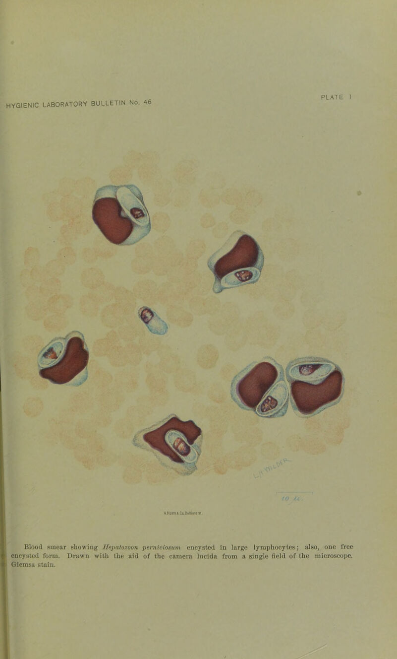 HYGIENIC LABORATORY BULLETIN No. 46 0 A Hoeni Co Baltimore. Blood smear showing llepatozoon pernidosuin encysted in large lymphocytes; also, one free encysted form. Drawn with the aid of the camera lncida from a single field of the microscope. Giemsa stain.