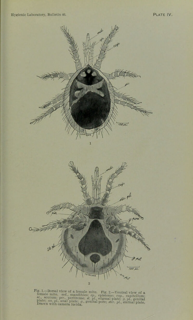 l Ffemalc)mfiP \ of ft fo,n!n,10 111 lte- Fig. 2.—Ventral view of a Krmtu !, 1 nif'K,lblcs; (,l>- cpistoinc: cap., ctipitellum; obit,* , i 75e 1I)u,ri reme; *'■ V  st*Ktnal plate; </. pi., genital Um^v’n'witif camera luekltL ’ P°re; ^ pL’ sternal Plate-