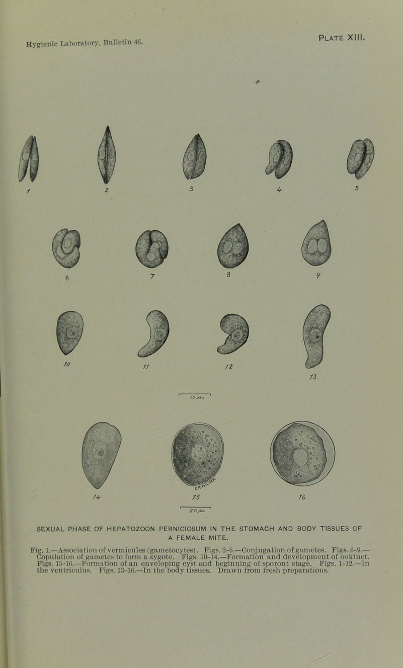 * ZO^u. SEXUAL PHASE OF HEPATOZOON PERNICIOSUM IN THE STOMACH AND BODY TISSUES OF A FEMALE MITE. Fig. 1.—Association of verraicules (gametocytes). Figs. 2-5.—Conjugation of gametes. Figs. 0-9.— Copulation of gametes to form a zygote. Figs. 10-11.—Formation and development of ookinet. Figs. 13-10.—Formation of an enveloping cyst and beginning of sporont stage. Figs. 1-12.—In the ventriculus. Figs. 18-10.—In the body tissues. Drawn from fresh preparations.