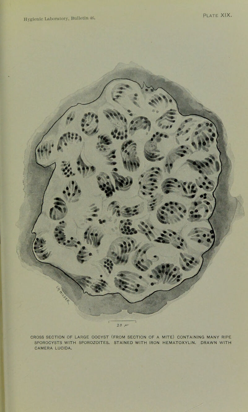 10 CROSS SECTION OF LARGE OOCYST (FROM SECTION OF A MITE) CONTAINING MANY RIPE SPOROCYSTS WITH SPOROZOITES. STAINED WITH IRON HEMATOXYLIN. DRAWN WITH CAMERA LUCIDA.