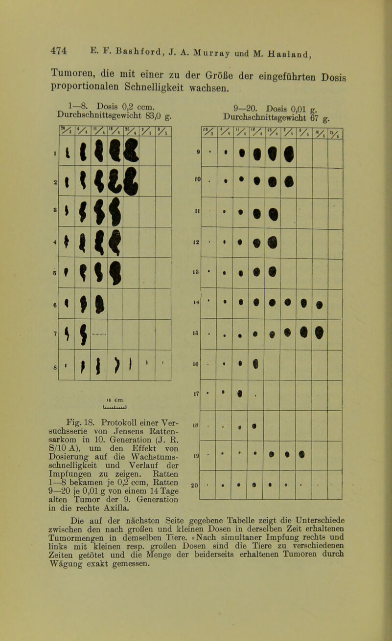 Tumoren, die mit einer zu der Größe der eingeführten Dosis proportionalen Schnelligkeit wachsen. 1—8. Dosis 0,2 ccm. Durchschnittsgewicht 83,0 g. \'A VA ■TT l l 1 1 □ 1 < < t Ö 1 * i 1 ♦ 1 < f \ I ♦ 1 s * 1 t 1 > i i ■ io cm tlWllniJ Fig. 18. Protokoll einer Ver- suchsserie von Jensens Ratten- sarkom in 10. Generation (J. R. S/10 A), um den Effekt von Dosierung auf die Wachstums- schnelligkeit und Verlauf der Impfungen zu zeigen. Ratten 1—8 bekamen je 0,2 ccm, Ratten 9—20 je 0,01 g von einem 14 Tage alten Tumor der 9. Generation in die rechte Axilla. 9—20. Dosis 0,01 g. Durchschnittsgewicht 67 g. V. V. V. vr % •/. V. 9 • ( • • • 1 0 . t • t • § 1 • • • • 2 • • • t • • • • • • 4 • t • t • • • • . • • • • • • • • • € 7 • • • • . • 0 9 3 • • • 0 9 • • * • • 9 • 9 • Die auf der nächsten Seite gegebene Tabelle zeigt die Unterschiede zwischen den nach großen und kleinen Dosen in derselben Zeit erhaltenen Tumormengen in demselben Tiere. iNach simultaner Impfung rechts und links mit kleinen resp. großen Dosen sind die Tiere zu verschiedenen Zeiten getötet und die Menge der beiderseits erhaltenen Tumoren durch Wägung exakt gemessen.