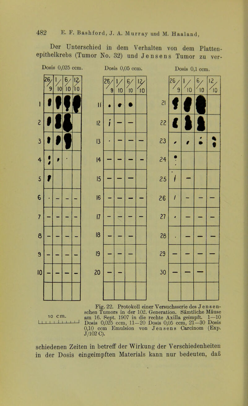 Der Unterschied in dem Verhalten von dem Platten- epithelkrebs (Tumor No. 32) und Jensens Tumor zu ver- Dosis 0,025 ccm. Dosis 0,05 ccm. Dosis 0,1 ccm. 9 Vo y 10 ¥ 10 % V 10 y 10 y 10 */s y /I0 /to 1 1 • f ii • 9 • 21 f « n ■ 2 9 12 0 \ — 22 ( 1 □ ■ 3 t 9 « 13 • — — 23 $ 9 m % • 4 • 4 t • 14 — — — - 24 • 5 f 15 — — — 25 '/ — 6 • - - - 16 - — — — 26 / - — — 7 - - - - 17 - — — — 27 4 — — — 6 - — - 1 18 - — — 28 ■ — — — 9 - - — 19 — — — 29 — — — — 10 - — — - 20 — — 30 — — — Fig. 22. Protokoll einer Versuchsserie des J e n s e n- schen Tumors in der 102. Generation. Sämtliche Mäuse io cm. am sept% 1907 in die rechte Axilla geimpft. 1—10 I i i i i I n i iJ Dosis 0,025 ccm, 11—20 Dosis 0,05 ccm, 21—30 Dosis 0,10 ccm Emulsion von Jensens Carcinom (Exp. J/102 C). schiedenen Zeiten in betreff der Wirkung der Verschiedenheiten in der Dosis eingeimpften Materials kann nur bedeuten, daß