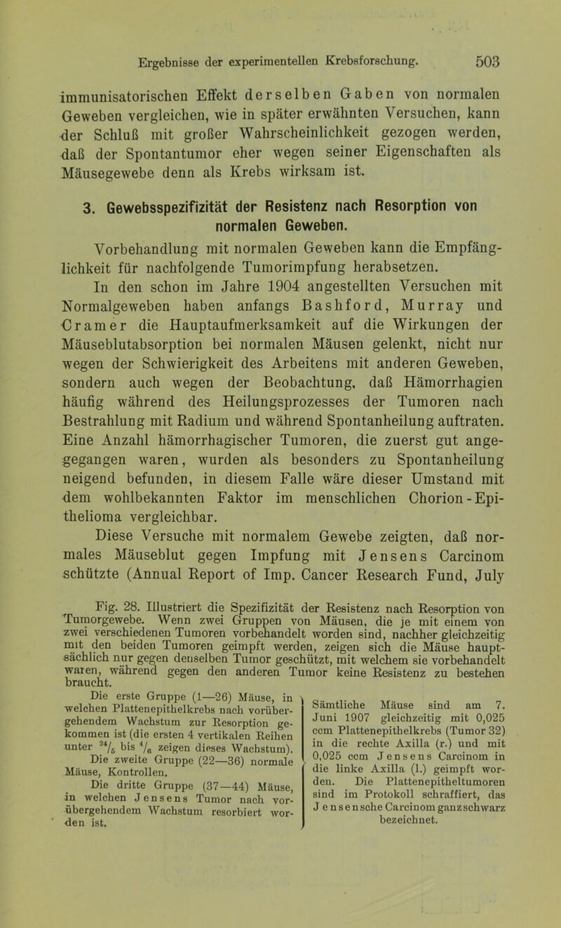 immunisatorischen Effekt derselben Gaben von normalen Geweben vergleichen, wie in später erwähnten Versuchen, kann der Schluß mit großer Wahrscheinlichkeit gezogen werden, daß der Spontantumor eher wegen seiner Eigenschaften als Mäusegewebe denn als Krebs wirksam ist. 3. Gewebsspezifizität der Resistenz nach Resorption von normalen Geweben. Vorbehandlung mit normalen Geweben kann die Empfäng- lichkeit für nachfolgende Tumorimpfung herabsetzen. In den schon im Jahre 1904 angestellten Versuchen mit Normalgeweben haben anfangs Bashford, Murray und Cramer die Hauptaufmerksamkeit auf die Wirkungen der Mäuseblutabsorption bei normalen Mäusen gelenkt, nicht nur wegen der Schwierigkeit des Arbeitens mit anderen Geweben, sondern auch wegen der Beobachtung, daß Hämorrhagien häufig während des Heilungsprozesses der Tumoren nach Bestrahlung mit Radium und während Spontanheilung auftraten. Eine Anzahl hämorrhagischer Tumoren, die zuerst gut ange- gegangen waren, wurden als besonders zu Spontanheilung neigend befunden, in diesem Falle wäre dieser Umstand mit dem wohlbekannten Faktor im menschlichen Chorion-Epi- thelioma vergleichbar. Diese Versuche mit normalem Gewebe zeigten, daß nor- males Mäuseblut gegen Impfung mit Jensens Carcinom schützte (Annual Report of Imp. Cancer Research Fund, July r Fig. 28. Illustriert die Spezifizität der Resistenz nach Resorption von Tumorgewebe. Wenn zwei Gruppen von Mäusen, die je mit einem von zwei verschiedenen Tumoren vorbenandelt worden sind, nachher gleichzeitig mit den beiden Tumoren geimpft werden, zeigen sich die Mäuse haupt- sächlich nur gegen denselben Tumor geschützt, mit welchem sie vorbehandelt waren, während gegen den anderen Tumor keine Resistenz zu bestehen braucht. Die erste Gruppe (1—26) Mäuse, in welchen Plattenepithelkrebs nach vorüber- gehendem Wachstum zur Resorption ge- kommen ist (die ersten 4 vertikalen Reihen unter bis */a zeigen dieses Wachstum). Die zweite Gruppe (22—36) normale Mäuse, Kontrollen. Die dritte Gruppe (37—44) Mäuse, in welchen Jensens Tumor nach vor- übergehendem Wachstum resorbiert wor- den ist. Sämtliche Mäuse sind am 7. Juni 1907 gleichzeitig mit 0,025 ccm Plattenepithelkrebs (Tumor 32) in die rechte Axilla (r.) und mit 0,025 ccm Jensens Carcinom in die linke Axilla (1.) geimpft wor- den. Die Plattenepitheltumoren sind im Protokoll schraffiert, das J ensensche Carcinom ganzschwarz bezeichnet.