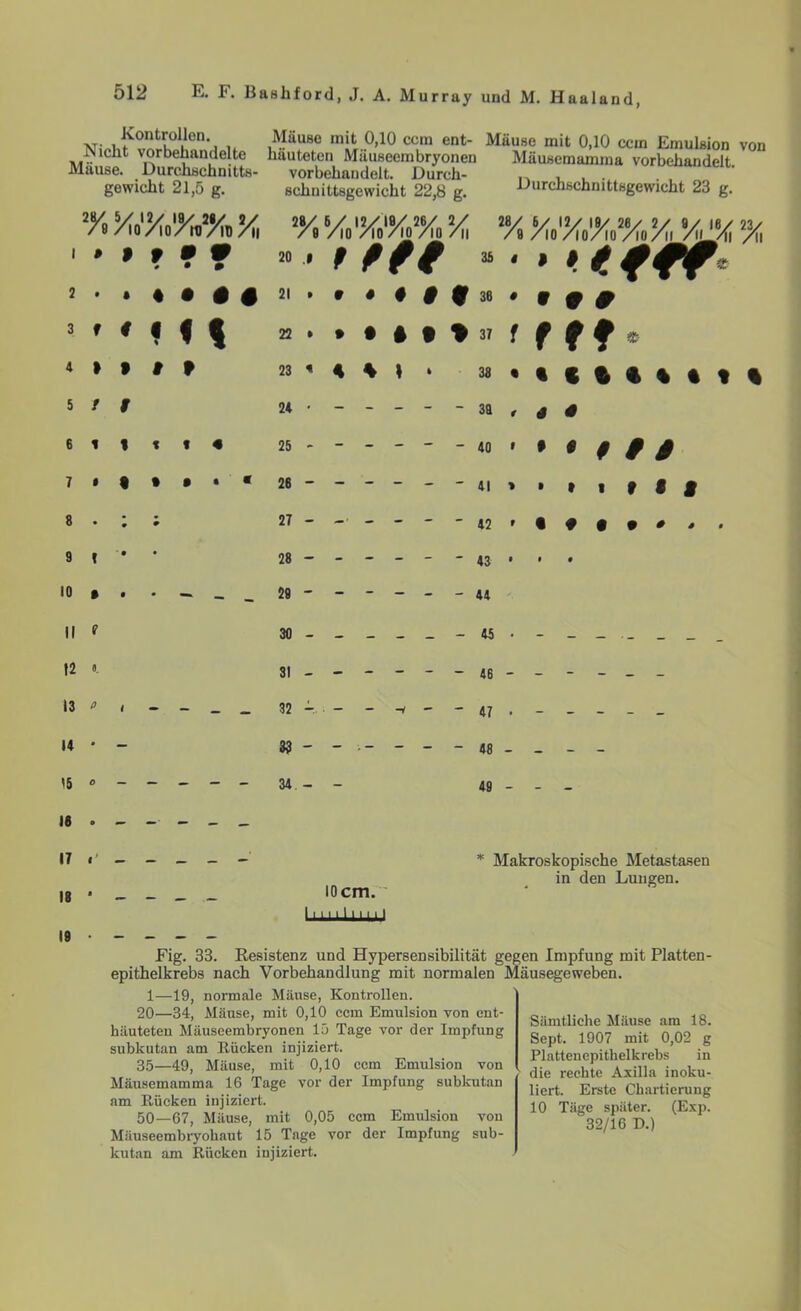 Kontrollen. Mause mit 0,10 ccm ent- Mäuse mit 0,10 ccm Emulsion von Nicht vorbehandelte häuteten Miiuseembryonen Mäusemamma vorbehandelt Mause. Durchschnitts- vorbehandelt. Durch- „ , L . Durchschnittsgewicht 23 g. gewicht 21,5 g. 2% V\\ schnittsgewicht 22,8 g. 1 » 9 9 9 9 ' • 0 20 .» 9 9te 35 « i *■ 4 fff* 2 9 • ♦ • M 21 • 9 • # $ 9 38 # 9 9 9 3 f # <«% 22 ft • • i t 9 37 f t ff* 4 > » 9 9 23 H \ \ } 38 • t 114 11t 5 / 9 24 • - - - - - 30 f 4 4 6 1 % t 1 ft 25 - - - - - - 40 9 9 *990 7 « • • • • « 26 41 y • » i » f I 8 • • 0 27 - -■ - - - - 42 t • # • • • • • 9 1 ' • • 28 - - - - - - 43 • • 9 10 • • • - - _ 29 - - - - - - 44 II t 30 - - - - - - 45 • - 12 0. 31 13 p i - - _ _ 32 - -v - - 47 • - - 14 • - 33 48 - - - - «5 o - - - - - 34 — — 49 _ _ 16 » 17 «' 18 * 19 • 10cm. Makroskopische Metastasen in den Luugen. Fig. 33. Resistenz und Hypersensibilität gegen Impfung mit Platten- epithelkrebs nach Vorbehandlung mit normalen Mäusegeweben. 1—19, normale Mäuse, Kontrollen. 20—34, Mäuse, mit 0,10 ccm Emulsion von ent- häuteten Mäuseembryonen 15 Tage vor der Impfung subkutan am Rücken injiziert. 35—49, Mäuse, mit 0,10 ccm Emulsion von Mäusemamma 16 Tage vor der Impfung subkutan am Rücken injiziert. 50—67, Mäuse, mit 0,05 ccm Emulsion von Mäuseembryohaut 15 Tage vor der Impfung sub- kutan am Rücken injiziert. Sämtliche Mäuse am 18. Sept. 1907 mit 0,02 g Plattenepithelkrebs in die rechte Axilla inoku- liert. Erste Chartierung 10 Täge später. (Exp. 32/16 D.)