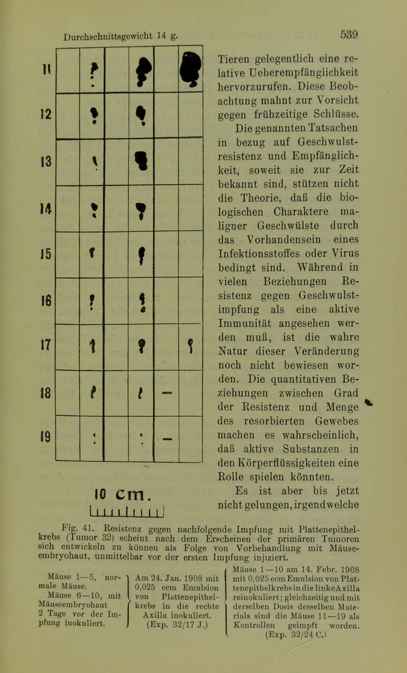Durchschnittsgewicht 14 g. io cm. 11' 11111111 Tieren gelegentlich eine re- lative Ueberempfänglichkeit hervorzurufen. Diese Beob- achtung mahnt zur Vorsicht gegen frühzeitige Schlüsse. Die genannten Tatsachen in bezug auf Geschwulst- resistenz und Empfänglich- keit, soweit sie zur Zeit bekannt sind, stützen nicht die Theorie, daß die bio- logischen Charaktere ma- ligner Geschwülste durch das Vorhandensein eines Infektionsstoffes oder Virus bedingt sind. Während in vielen Beziehungen Re- sistenz gegen Geschwulst- impfung als eine aktive Immunität angesehen wer- den muß, ist die wahre Natur dieser Veränderung noch nicht bewiesen wor- den. Die quantitativen Be- ziehungen zwischen Grad der Resistenz und Menge des resorbierten Gewebes machen es wahrscheinlich, daß aktive Substanzen in den Körperflüssigkeiten eine Rolle spielen könnten. Es ist aber bis jetzt nicht gelungen, irgendwelche Fig. 41. Resistenz gegen nachfolgende Impfung mit Plattenepithel- krebs (iumor 32) scheint nach dem Erscheinen der primären Tumoren sich entwickeln zu können als Folge von Vorbehandlung mit Mäuse- embryohaut, unmittelbar vor der ersten Impfung injiziert. Mäuse 1—5, nor- male Mäuse. Mäuse 6—10, mit Mäuseembryohaut 2 Tage vor der Im- pfung inokuliert. Am 24. Jan. 1908 mit 0,025 com Emulsion ( von Pluttenepithel- krebs in die rechte Axilla inokuliert. (Exp. 32/17 J.) Mäuse 1—10 am 14. Febr. 1908 mit 0,025 ccm Emulsion von Plat- tenepithelkrebsin die linkeAxilla reinokuliert; gleichzeitig und mit derselben Dosis desselben Mate- rials sind die Mäuse 11 —19 als Kontrollen geimpft worden. (Exp. 32/24 C.!