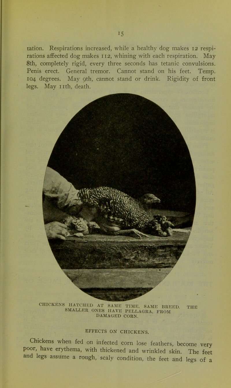 ration. Respirations increased, while a healthy dog makes 12 respi- rations affected dog makes 112, whining with each respiration. May 8th, completely rigid, every three seconds has tetanic convulsions. Penis erect. General tremor. Cannot stand on his feet. Temp. 104 degrees. May 9th, cannot stand or drink. Rigidity of front legs. May nth, death. CHICKENS HATCHED AT SAME TIME, SAME BREED. THE SMALLER ONES HAVE PELLAGRA, FROM DAMAGED CORN. EFFECTS ON CHICKENS. Chickens when fed on infected corn lose feathers, become very poor, have erythema, with thickened and wrinkled skin. The feet and legs assume a rough, scaly condition, the feet and legs of a