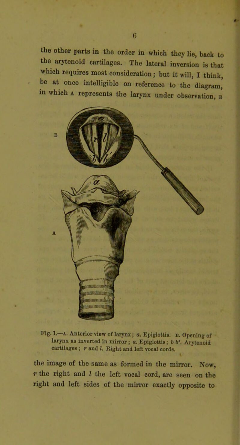 the other parts in the order in which they lie, back to the arytenoid cartilages. The lateral inversion is that which requires most consideration; but it will, I think be at once intelligible on reference to the diagram' in which a represents the larynx under observation, b 1—A- Anterior view of larynx; a. Epiglottis, n. Opening of larynx as inverted in mirror; o. Epiglottis; h h'. Arytenoid cartilages; r and 1. Bight and left vocal cords. the image of the same as formed in the mirror. Now, r the right and I the left vocal cord, are seen on the right and left sides of the mirror exactly opposite to
