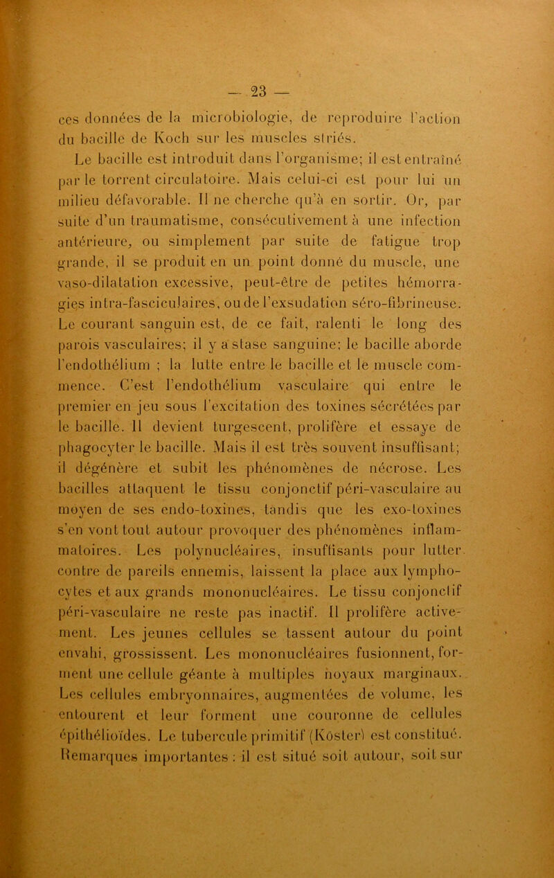 ces données de la microbiologie, de reproduire l'action du bacille de Koch sur les muscles striés. Le bacille est introduit dans l’organisme; il est entraîné par le torrent circulatoire. Mais celui-ci est pour lui un milieu défavorable. Il ne cherche qu’à en sortir. Or, par suite d’un traumatisme, consécutivement à une infection antérieure, ou simplement par suite de fatigue trop grande, il se produit en un point donné du muscle, une vaso-dilatation excessive, peut-être de petites hémorra- gies intra-fasciculaires, ou de l’exsudation séro-fibrineuse. Le courant sanguin est, de ce fait, ralenti le long des parois vasculaires; il y a stase sanguine; le bacille aborde l'endothélium ; la lutte entre le bacille et le muscle com- mence. C’est l’endothélium vasculaire qui entre le premier en jeu sous l’excitation des toxines sécrétées par le bacille. 11 devient turgescent, prolifère et essaye de phagocyter le bacille. Mais il est très souvent insuffisant; il dégénère et subit les phénomènes de nécrose. Les bacilles attaquent le tissu conjonctif péri-vasculaire au moyen de ses endo-toxines, tandis que les exo-toxines s’en vont tout autour provoquer des phénomènes inflam- matoires. Les polynucléaires, insuffisants pour lutter contre de pareils ennemis, laissent la place aux lympho- cytes et aux grands mononucléaires. Le tissu conjonclif péri-vasculaire ne reste pas inactif. 11 prolifère active- ment. Les jeunes cellules se tassent autour du point envahi, grossissent. Les mononucléaires fusionnent, for- ment une cellule géante à multiples noyaux marginaux. Les cellules embryonnaires, augmentées de volume, les entourent et leur forment une couronne de cellules épithélioïdes. Le tubercule primitif (Kôsterl est constitué. Remarques importantes: il est situé soit autour, soit sur