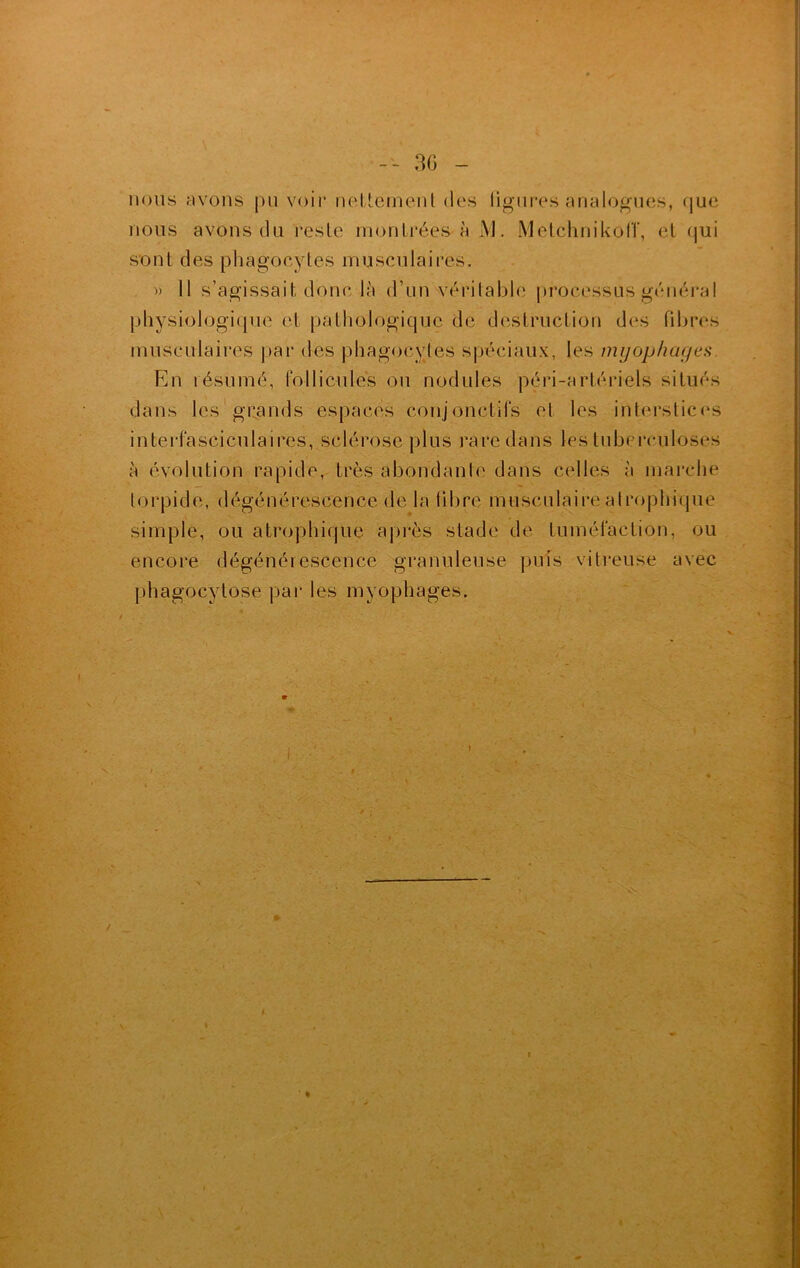 nous avons pu voir nettement des ligures analogues, que nous avons du reste montrées à AJ. Metchnikoff, et qui sont des phagocytes musculaires. » 11 s’agissait donc là d’un véritable processus général physiologique et pathologique de destruction des fibres musculaires par des phagocytes spéciaux, les mÿophages En résumé, follicules ou nodules péri-arlériels situés dans les grands espaces conjonctifs et les interstices interfasciculaires, sclérosé plus rare dans les tuberculoses à évolution rapide, très abondante dans celles à marche torpide, dégénérescence de la libre musculaire atrophique simple, ou atrophique après stade de tuméfaction, ou encore dégénérescence granuleuse puis vitreuse avec phagocytose par les mÿophages. I ' •