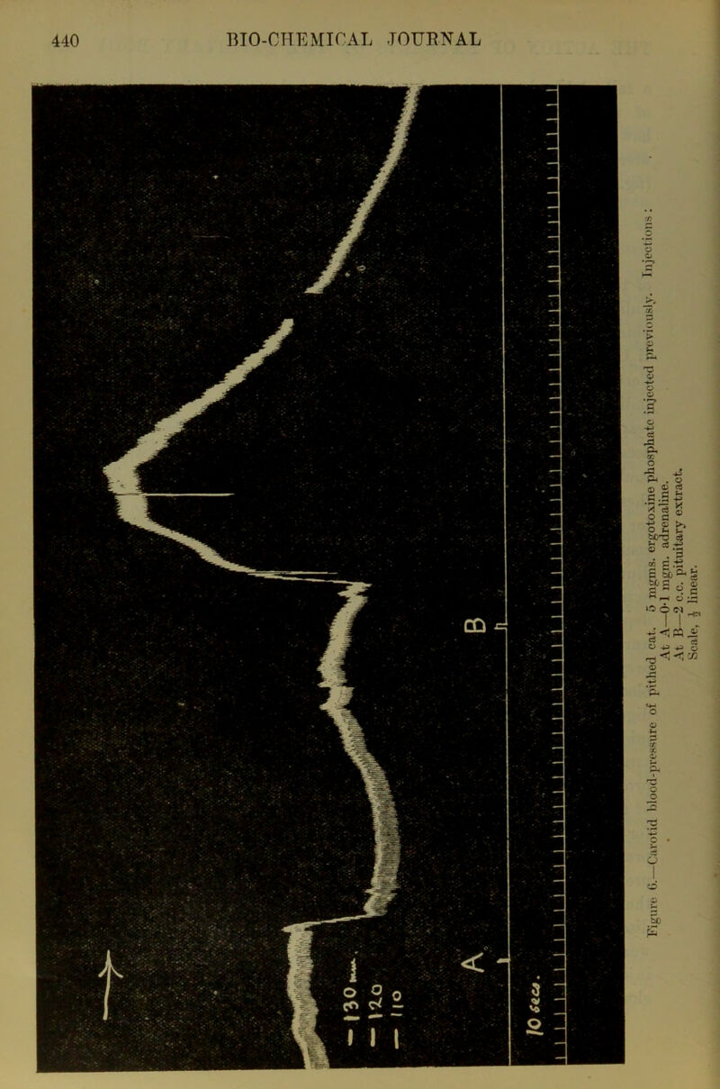 Figure 6.—Carotid blood-pressure of pithed cat, 5 jugms. ergotoxine phosphate injected previously. Injections: . At A—0-1 mgm. adrenaline. At B—2 c.c. pituitary extract. Scale, i linear.