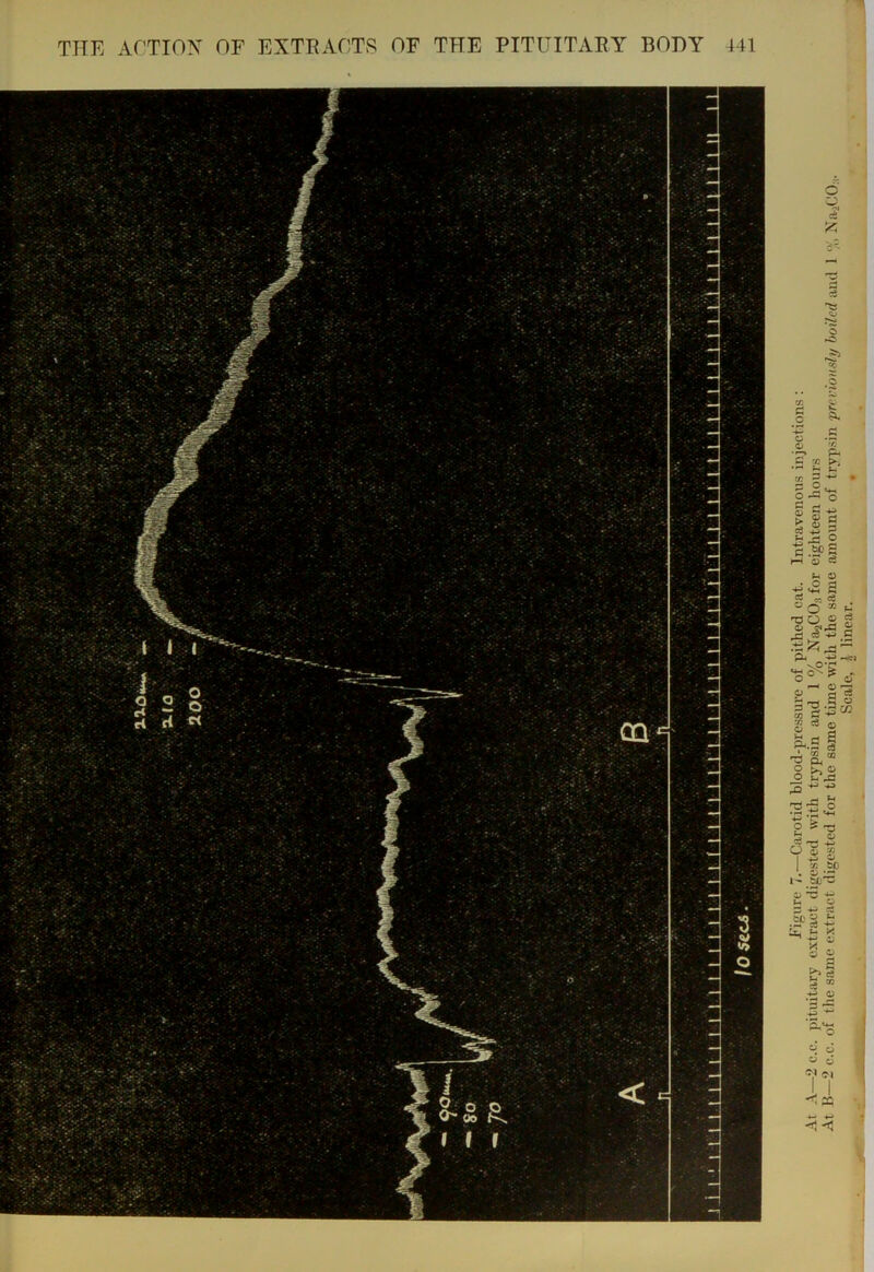 Figure 7.—Carotid blood-pressure of pithed cat. Intravenous injections : At A—2 c.c. pituitary extract digested with trypsin and 1 % Na2CO:! for eighteen hours