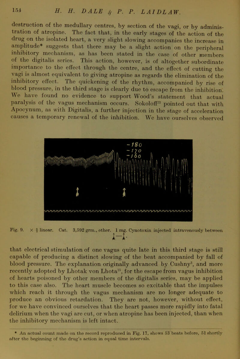 destruction of the medullary centres, by section of the vagi, or by adminis- tration of atropine. The fact that, in the early stages of the action of the drug on the isolated heart, a very slight slowing accompanies the increase in amplitude* suggests that there may be a slight action on the peripheral inhibitory mechanism, as has been stated in the case of other members of the digitalis series. This action, however, is of altogether subordinate importance to the effect through the centre, and the effect of cutting the vagi is almost equivalent to giving atropine as regards the elimination of the inhibitory effect. The quickening of the rhythm, accompanied by rise of blood pressure, in the third stage is clearly due to escape from the inhibition. We have found no evidence to support Wood’s statement that actual paralysis of the vagus mechanism occurs. Sokoloff23 pointed out that with Apocynum, as with Digitalis, a further injection in the stage of acceleration causes a temporary renewal of the inhibition. We have ourselves observed Fig. 9. X I linear. Cat. 3,592 grm., ether. 1 mg. Cynotoxin injected intravenously between i-I- that electrical stimulation of one vagus quite late in this third stage is still capable of producing a distinct slowing of the beat accompanied by fall of blood pressure. The explanation originally advanced by Cushny3, and more recently adopted by Lhotak von Lhota15, for the escape from vagus inhibition of hearts poisoned by other members of the digitalis series, may be applied to this case also. The heart muscle becomes so excitable that the impulses which reach it through the vagus mechanism are no longer adequate to produce an obvious retardation. They are not, however, without effect, for we have convinced ourselves that the heart passes more rapidly into fatal delirium when the vagi are cut, or when atropine has been injected, than when the inhibitory mechanism is left intact. * An actual count made on the record reproduced in Fig. 17, shows 53 beats before, 51 shortly aftor the beginning of the drug’s action in equal time intervals.