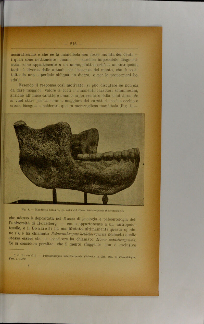 216 - accuratissimo è che se la mandibola non fosse munita dei denti — i quali sono nettamente umani — sarebbe impossibile diagnosti- carla come appartenente a un uomo, piuttostochè a un antropoide, tanto è diversa dalle attuali per l’assenza del mento, che è sosti- tuito da una superfìcie obliqua in dietro, e per le proporzioni be- stiali. Essendo il responso così motivato, si può discutere se non sia da dare maggior valore a tutti i rimanenti caratteri scimmieschi, anziché all'unico carattere umano rappresentato dalla dentatura. Se si vuol stare per la somma maggiore dei caratteri, così a occhio e croce, bisogna considerare questa meravigliosa mandibola (Fig. 1) — Fig. 1. Mandibola (circa •*/7 gr. nat.) del Homo heideWergemin (Schootensack). che adesso è depositata nel Museo di geologia e paleontologia del- l’università di Heidelberg — come appartenente a un antropoide fossile, e il Bonarelli ha manifestato ultimamente questa opinio- ne O, e ha chiamato Palaeanthropus heidelbergensis (Schoet.) quello stesso essere che lo scopritore ha chiamato Homo heidelbergensis. Se si considera peraltro che il mento sfuggente non è esclusivo