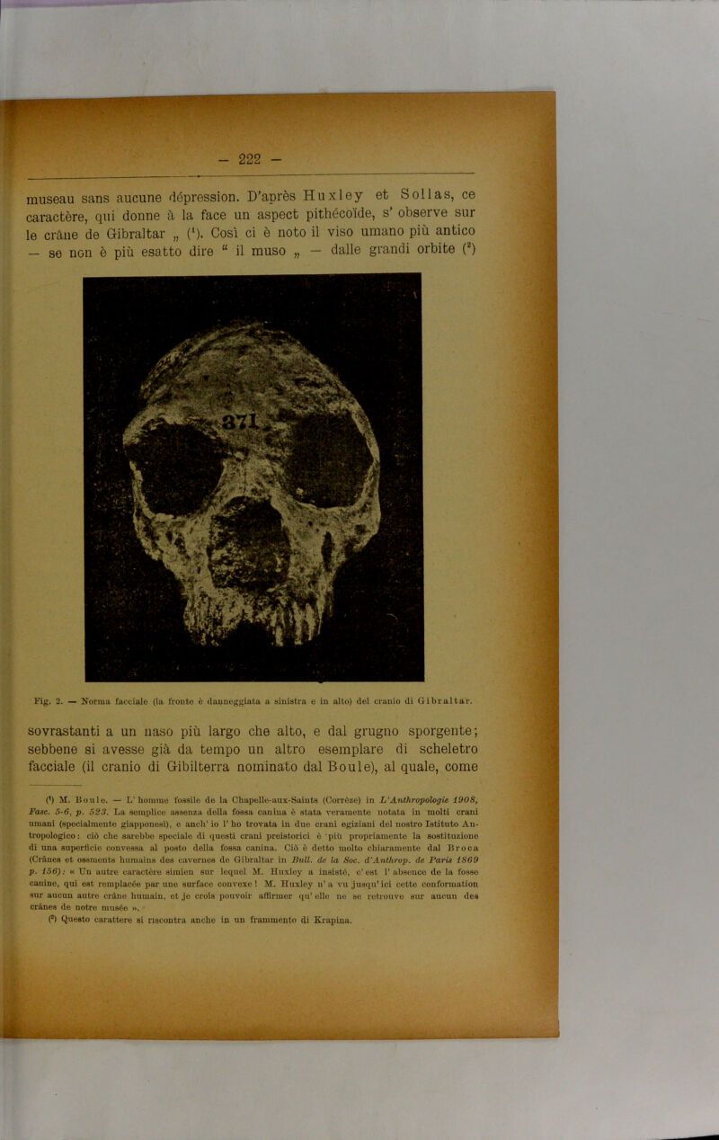 museau sans aucune dópression. D’après Huxley et Sollas, ce caractère, qui donne à la face un aspect pithéco'ide, s' observe sur le orane de Gibraltar „ (*). Così ci è noto il viso umano più antico — se non è più esatto dire “ il muso „ — dalle grandi orbite (2) Fig. 2. — Norma facciale (la fronte è danneggiata a sinistra e in alto) del cranio di Gibraltar. sovrastanti a un naso più largo che alto, e dal grugno sporgente; sebbene si avesse già da tempo un altro esemplare di scheletro facciale (il cranio di Gibilterra nominato dal Boule), al quale, come (') M. Boule. — L' bollirne fossile de la Chapelle-aux-Saiuts (Corròze) in L’Anthropologie 1908, Fase. 5-6, p. 523. La semplice assenza della fossa canina è stata veramente notata in molti crani umani (spocialmente giapponesi), e aneli’ io 1’ ho trovata in due crani egiziani del nostro Istituto An- tropologico: ciò die sarebbe speciale di questi crani preistorici è 'più propriamente la sostituzione di una superficie convessa al posto della fossa canina. Ciò è detto molto chiaramente dal Broca (Crànes et osamente humains des caverues de Gibraltar in Bull, de la Soc. d’Antkrop. de Paris 1869 p. 156): « Un autre caractère simien sur lequel M. Huxley a insistè, c’est 1’abseuce de la fosso canine, qui est remplacée par une surface couvexe ! M. Huxley u’a vu jusqu’ici cotto couformation sur aucun autre crine huinaiu, et je croia pouvoir aflirmer qu’ elle ne se rotrouvo sur aucun des crànes de notre musée ». (*) Questo carattere si riscontra anche in un frammento di Krapina. ■BKSbmISSNh