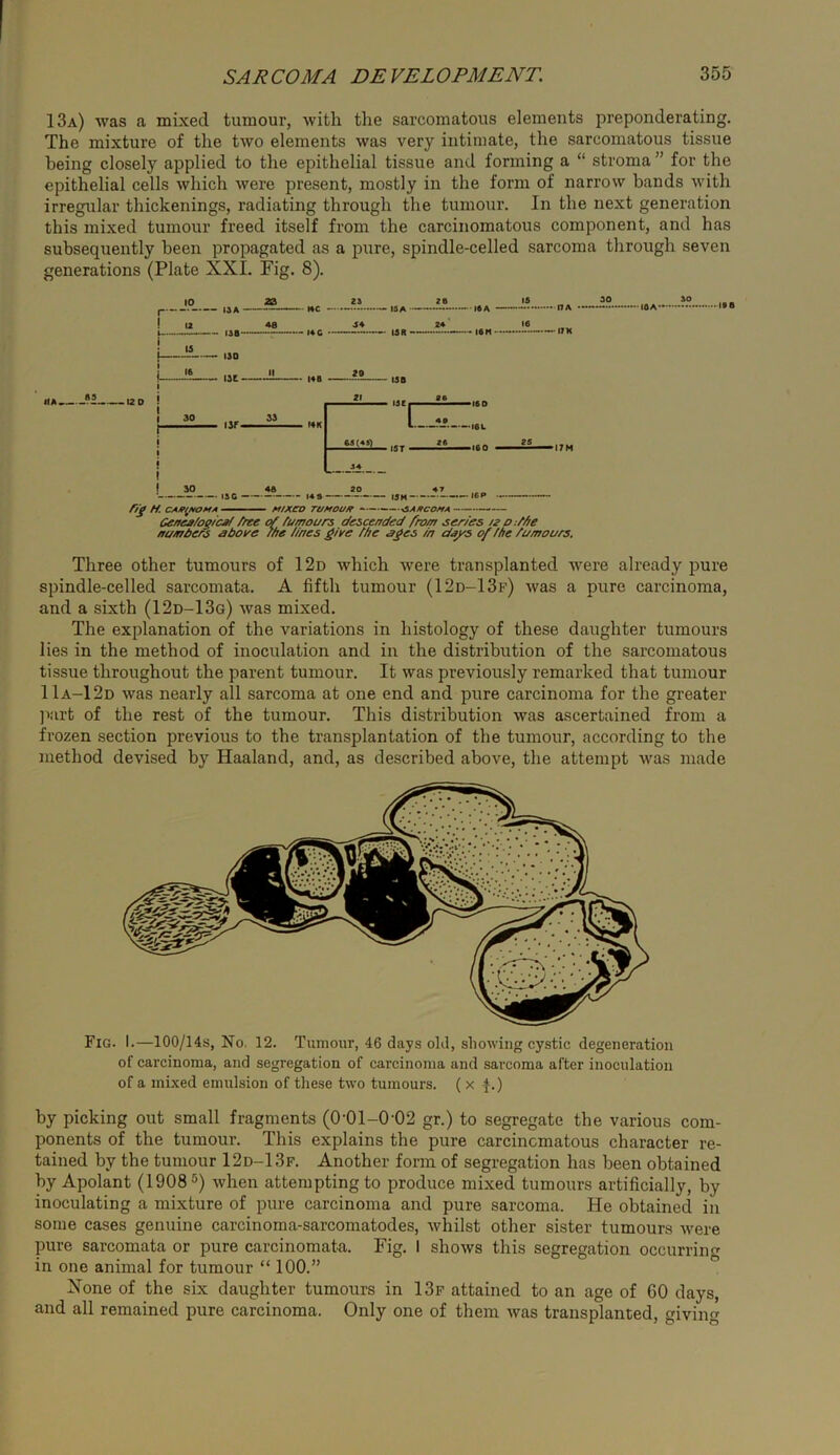 13a) was a mixed tumour, with the sarcomatous elements preponderating. The mixture of the two elements was very intimate, the sarcomatous tissue being closely applied to the epithelial tissue and forming a “ stroma” for the epithelial cells which were present, mostly in the form of narrow bands with irregular thickenings, radiating through the tumour. In the next generation this mixed tumour freed itself from the carcinomatous component, and has subsequently been propagated as a pure, spindle-celled sarcoma through seven generations (Plate XXI. Fig. 8). IJA- 12 lae- —^ ISO -15 ,st. isr- 30 J5L 48 • HC • • I4C ■ 25 • 15A a . iSK •I6A • • ISM - ■ nA • -IJH —• I5C — //jf H. CA/f^MOMA t3B • ISC 16 D 161. 160 146 - M/XCD Tl/MOa/f • C^es/ogicjf/ /tee o{ tumours c/esceuded from series o:/Ae ftumders ebove the tines £/ye /be ^£es in cinj^ of /he tumours. Three other tumours of I 2d which were transplanted Avere already pure spindle-celled sarcomata. A fifth tumour (I2d-13f) was a pure carcinoma, and a sixth (12d-I3q) Avas mixed. The explanation of the variations in histology of these daughter tumours lies in the method of inoculation and in the distribution of the sarcomatous tissue throughout the parent tumour. It was previously remarked that tumour 11a-12d Avas nearly all sarcoma at one end and pure carcinoma for the greater ]iiirt of the rest of the tumour. This distribution Avas ascertained from a frozen section previous to the transplantation of the tumour, according to the method devised by Haaland, and, as described above, the attempt Avas made Fig. I.—lOO/Hs, No. 12. Tumour, 46 days old, sliowing cystic degeneration of carcinoma, and segregation of carcinoma and sarcoma after inoculation of a mixed emulsion of these two tumours. ( x f.) by picking out small fragments (0’0I-0-02 gr.) to segregate the various com- ponents of the tumour. This explains the pure carcinomatous character re- tained by the tumour I2d-13f. Another form of segregation has been obtained by Apolant (1908°) Avhen attempting to produce mixed tumours artificially, by inoculating a mixture of pure carcinoma and pure sarcoma. He obtained in some cases genuine carcinoma-sarcomatodes, Avhilst other sister tumours Avere pure sarcomata or pure carcinomata. Fig. I shoAvs this segregation occurrin<^ in one animal for tumour “ 100.” ° Xone of the six daughter tumours in 13f attained to an age of 60 days, and all remained pure carcinoma. Only one of them Avas transplanted, giving