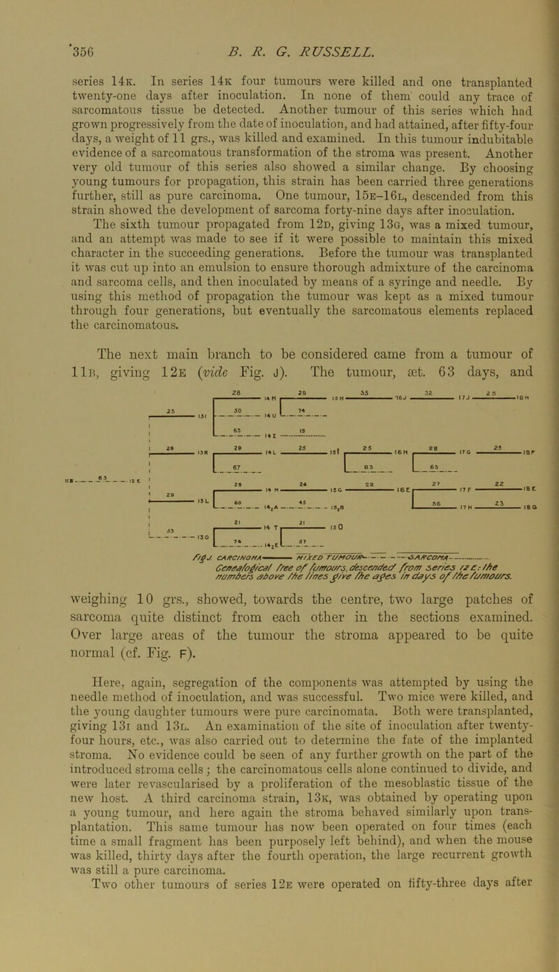 series 14k. In series 14k four tumours were killed and one transplanted twenty-one days after inoculation. In none of them could any trace of sarcomatous tissue be detected. Another tumour of this series Avhich had grown progressively from the date of inoculation, and had attained, after fifty-four days, a weight of 11 grs., was killed and examined. In this tumour indubitable evidence of a sarcomatous transformation of the stroma was present. Another very old tumour of this series also showed a similar change. By choosing young tumours for propagation, this strain has been carried three generations further, still as pure carcinoma. One tumour, 15e-16l, descended from this strain showed the development of sarcoma forty-nine days after inoculation. The sixth tumour propagated from 12d, giving 13g, was a mixed tumour, and an attempt was made to see if it were possible to maintain this mixed character in the succeeding generations. Before the tumour was transplanted it was cut up into an emulsion to ensure thorough admixture of the carcinoma and sarcoma cells, and then inoculated by means of a syringe and needle. By using this method of propagation the tumour was kept as a mixed tumour through four generations, but eventually the sarcomatous elements replaced the carcinomatous. The next main branch to be considered came from a tumour of 11b, giving 12e {yide Fig. j). The tumour, set. 63 days, and IIB lit 28 2d 11 M 1 25 50 1 I4U 74 65 IS 141 28 2B 25 28 24 20 n, 60 45 21 21 .♦Tp .. . 57 isl I t6H |. .1 ” I _83 L ISC - .S,8 ISO 23 -I8C ■ i8a f/gj. CAffC/NOMA H/XSD y5A/?COAfA Ce/ra^/o^/CAf free of /c/moi/rs.cfesce/ri/ecf from serios /2£:/^e oomAors /^e //oes ^/ye /^e /> o//umoi/rs. weighing 10 grs., showed, towards the centre, two large patches of sarcoma quite distinct from each other in the sections examined. Over large areas of the tumour the stroma appeared to be quite normal (cf. Fig. f). Here, again, segregation of the components was attempted by using the needle method of inoculation, and was successful. Two mice were killed, and the young daughter tumours were pure carcinomata. Both were transplanted, giving 13i and 13l. An examination of the site of ijioculation after twenty- four hours, etc., was also carried out to determine the fate of the implanted stroma. No evidence could be seen of any further growth on the part of the introduced stroma cells; the carcinomatous cells alone continued to divide, and were later revascularised by a proliferation of the mesoblastic tissue of the new host. A third carcinoma strain, 13k, was obtained by operating upon a young tumour, and here again the stroma behaved similarly upon trans- plantation. This same tumour has now been operated on four times (each time a small fragment has been purposely left behind), and when the mouse was killed, thirty days after the fourth operation, the large recurrent growth was still a pure carcinoma. Two other tumours of series 12e Avere operated on fifty-three days after i 1 j 1 f j