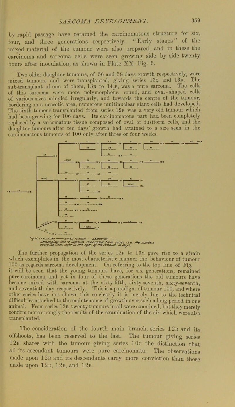 by rapid passage have retained the carcinomatous structure for six, four, and three generations respectively. “ Early stages ” of the mixed material of the tumour were also prepared, and in these the carcinoma and sarcoma cells were seen growing side by side twenty liours after inoculation, as shown in Plate XX. Fig. 6. Two older daughter tumours, of 56 and 58 days growth respectively, were mixed tumours and were transplanted, giving series 13q and 13r. The sub-transplant of one of them, 13r to 14oB, was a pure sarcoma. The cells of this sarcoma were more polymorphous, round, and oval - shaped cells of various sizes mingled irregularly, and towards the centre of the tumour, bordering on a necrotic area, numerous multinuclear giant cells had developed. The sixth tumour transplanted from series 12p was a very old tumour which had been growing for 106 days. Its carcinomatous part had been completely replaced by a sarcomatous tissue composed of oval or fusiform cells, and the daughter tumours after ten days’ growth had attained to a size seen in the carcinomatous tumours of 100 only after three or four weeks. fig M CAKCMOffA H/Xeo TUMOU/r SA/KOMA CencAlogicA/ free qf fumours cfeecenefaf /rom senes u a i ffre m/m6ers above fne fines re/er fo ffre a£es of fne finnours in days. The further propagation of the series 12f to 13.m gave rise to a strain which exemplifies in the most characteristic manner the behaviour of tumour 100 as regards sarcoma development. On referring to the top line of Fig. it will be seen that the young tumours have, for six generations, remained pure carcinoma, and yet in four of these generations the old tumours have become mixed with sarcoma at the sixty-fifth, sixty-seventh, sixty-seventh, and seventieth day respectively. This is a paradigm of tumour 100, and where other series have not shown this so clearly it is merely due to the technical difficulties attached to the maintenance of growth over such a long period in one animal. From series 12f, twenty tumours in all were examined, but they merely confirm more strongly the results of the examination of the six which were also transplanted. The consideration of the fourth main branch, series 12b and its offshoots, has been reserved to the last. The tumour giving series 12b shares with the tumour giving series 10c the distinction that all its ascendant tumours were pure carcinomata. The observations made upon 12b and its descendants carry more conviction than those made upon 12d, 12e, and 12f.