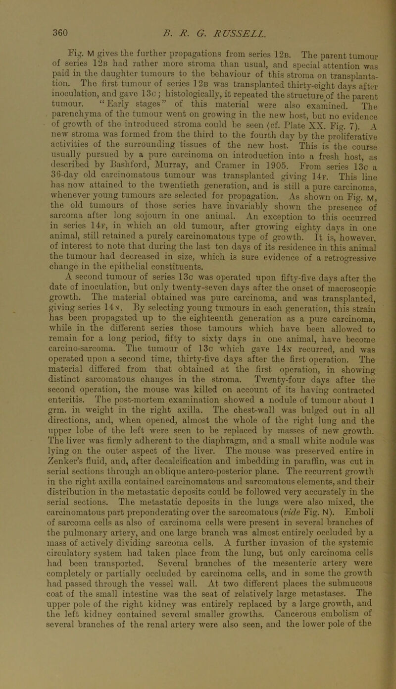 Fig. M gives the further propagations from series 12b. The parent tumour of series 12b had rather more stroma than usual, and special attention was paid in the daughter tumours to the behaviour of this stroma on transplanta- tion. The first tumour of series 1 2n was transplanted thirty-eight days after inoculation, and gave 13c; histologically, it repeated the structure of the parent tumour. “Early stages” of this material Avere also examined. The parenchyma of the tumour went on growing in the new host, but no evidence of growth of the introduced stroma could he seen (cf. Plate XX. Fi. 7). A new stroma was formed from the third to the fourth day by the proliferative activities of the surrounding tissues of the new host. This is the course usually pursued by a pure carcinoma on introduction into a fresh host, as described by Bashford, Murray, and Cramer in 1905. From series 13c a 36-day old carcinomatous tumour was transplanted giving 14f. This line has noAv attained to the twentieth generation, and is still a pure carcinoma, whenever young tumours are selected for propagation. As shown on Fig. m', the old tumours of those series have invariably shown the presence of sarcoma after long sojourn in one animal. An exception to this occurred in series 14f, in which an old tumour, after growing eighty days in one animal, still retained a purely carcinomatous type of growth. It is, however, of interest to note that during the last ten days of its residence in this animal the tumour had decreased in size, which is sure evidence of a retrogressive change in the epithelial constituents. A second tumour of series 13c was operated upon fifty-five days after the date of inoculation, but only twenty-seven days after the onset of macroscopic growth. The material obtained was pure carcinoma, and was transplanted, giving series 14v. By selecting young tumours in each generation, this strain has been propagated up to the eighteenth generation as a pure carcinoma, Avhile in the different series those tumours which have been alloAved to remain for a long period, fifty to sixty days in one animal, have become carcino-sarcoma. The tumour of 13c Avhich gave 14n recurred, and was operated upon a second time, thirty-five days after the first operation. The material differed from that obtained at the first operation, in shoAving distinct sarcomatous changes in the stroma. TAventy-four days after the second operation, the mouse Avas killed on account of its having contracted enteritis. The post-mortem examination shoAved a nodule of tumour about I grm. in Aveight in the right axilla. The chest-Avall AA^as bulged out in all directions, and, Avhen opened, almost the Avhole of the right lung and the upper lobe of the left Avere seen to he replaced by masses of new groAvth. The liver Avas firmly adherent to the diaphragm, and a .small A\diite nodule Avas lying on the outer aspect of the liver. The mouse Avas preserved entire in Zenker’s fluid, and, after decalcification and imbedding in paraffin, Avas cut in serial sections through an oblique antero-posterior plane. The recurrent growth in the right axilla contained carcinomatous and sarcomatous elements, and their distribution in the metastatic deposits could be folloAved very accurately in the serial sections. The metastatic deposits in the lungs Avere also mixed, the carcinomatous part preponderating over the sarcomatous {vide Fig. N). Emboli of sarcoma cells as also of carcinoma cells Avere present in several branches of the pulmonary artery, and one large branch Avas almost entirely occluded by a mass of actively dividing sarcoma cells. A further invasion of the systemic circulatory system had taken place from the lung, but only carcinoma cells had been transported. Several branches of the mesenteric artery Avere completely or partially occluded by carcinoma cells, and in some the groAvth had passed through the vessel Avail. At tAvo different places the submucous coat of the small intestine Avas the seat of relatively large metastases. The upper pole of the right kidney Avas entirely replaced by a large groAvth, and the left kidney contained several smaller growths. Cancerous embolism of several branches of the renal artery Avere also seen, and the loAver pole of the