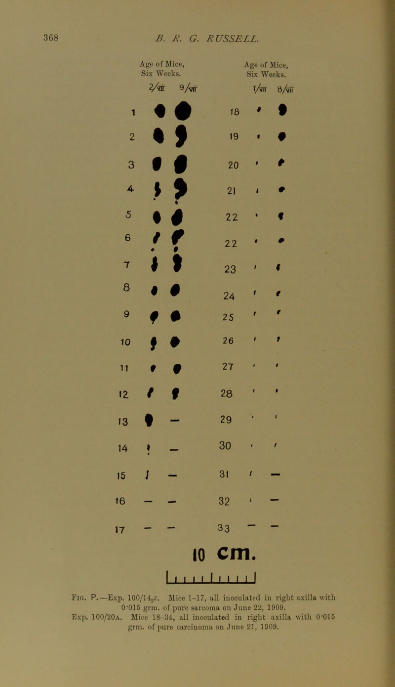 Age of Mice, Six Weeks. Age of Mice, Six Weeks. ®/vrf 1/W 8/W 1 • # 18 # f 2 % » 19 f # 3 f i 20 1 4 • > 21 t 5 • # 22 1 f 6 / f # 22 t # 7 1 f 23 f 8 « # 24 r e 9 f • 25 $ e 10 f • 26 9 t 11 f f 27 f 1 12 / f 28 I t 13 t — 29 $ 1 14 1 • — 30 t 1 15 ; — 31 t — 16 — — 32 j — 17 — 33 — — 10 cm. I » I M I 1 I 1 1 I Fig. P.—Exp. lOO/HoJ. Mice 1-17, all inoculated in right axilla with 0‘015 grm. of pure sarcoma on June 22, 1909. Exp. 100/20A. Mice 18-34, all inoculated in right axilla with 0’015 gi’m. of pure carcinoma on June 21, 1909.