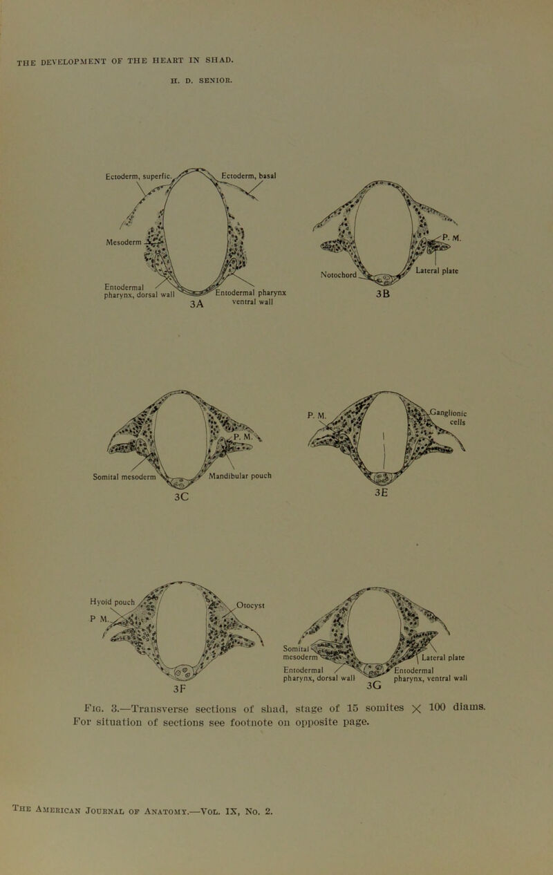 H. D. SENIOR. Fio. 3.—Transverse sections of shad, stage of 15 somites X diams. For situation of sections see footnote on opposite page.